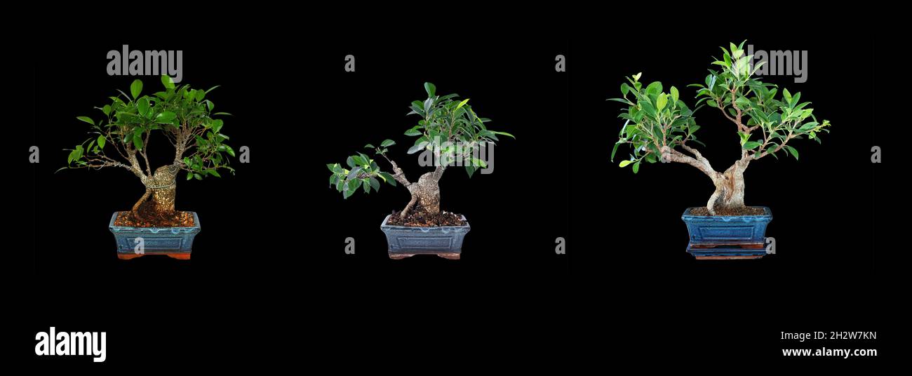 Dos años de desarrollo de un bonsai de higo de corteza de árbol (Ficus retusa) - 2019, 2020, 2021 Foto de stock