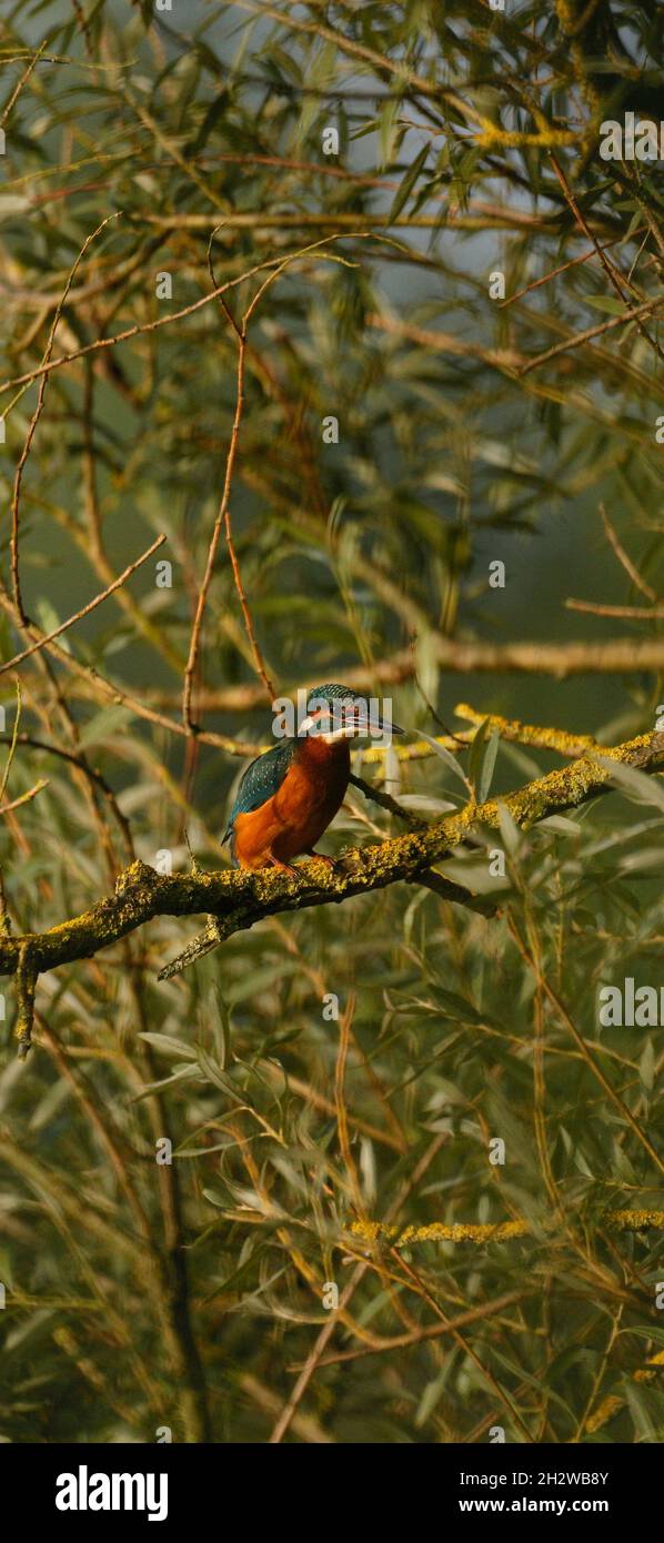 Kingfisher en el Willowa Foto de stock