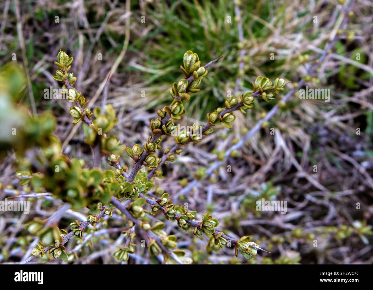 Rama de primavera cubierta con brotes verdes jóvenes contra fondo de hierbas borrosas Foto de stock