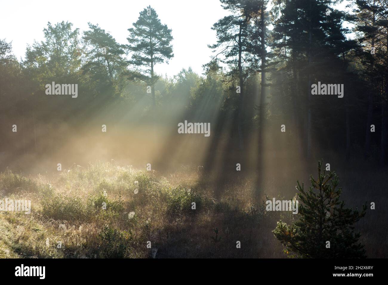 Paisaje de Moor (Naturschutzgebiet) cerca de Ammersee, Baviera, Alemania Foto de stock