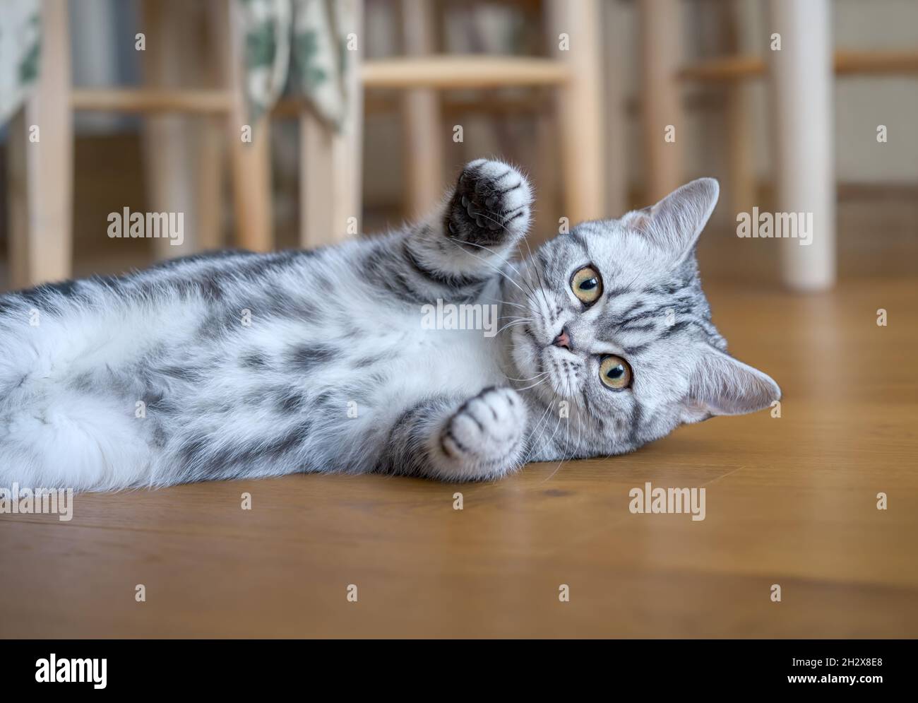Un joven gato británico Shorthair gatito, negro plata clásico tabby mujer, acostado juguetonamente en un suelo y con apariencia curiosa Foto de stock