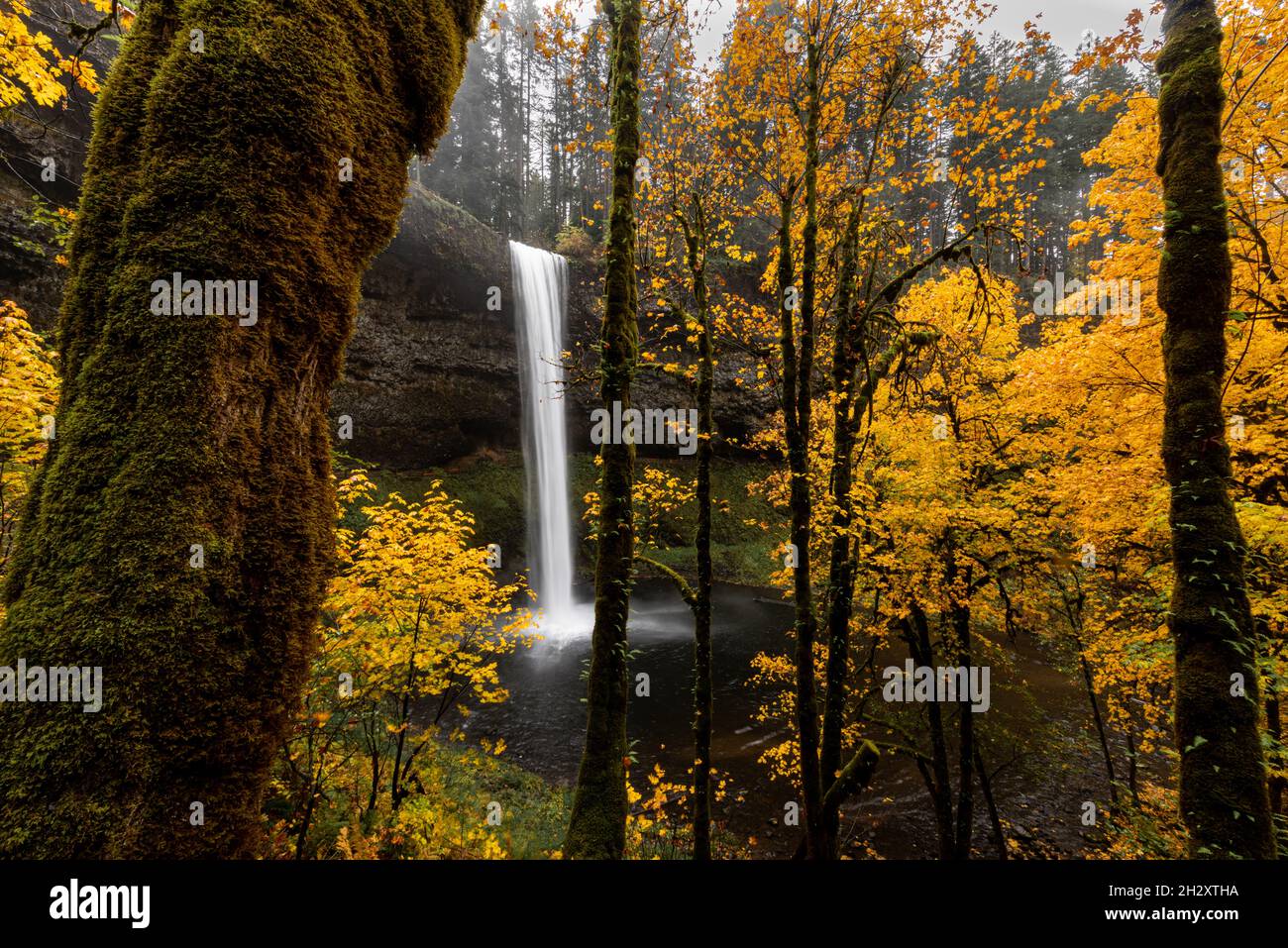 Hermosa cascada y follaje dorado de otoño en un paisaje de las maravillas del bosque de otoño, Silver Falls State Park, Oregón Foto de stock
