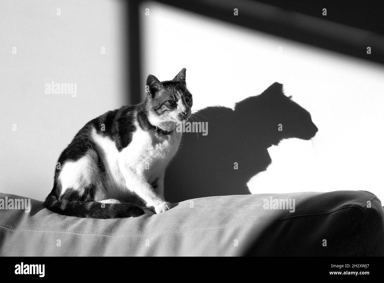 Un gato tabby sentado en un sofá bajo la luz del sol, su sombra en la pared adyacente. Foto de stock