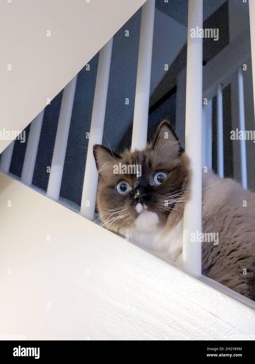 Lindo gato Ragdoll peeking a través de la barandilla de la escalera Foto de stock