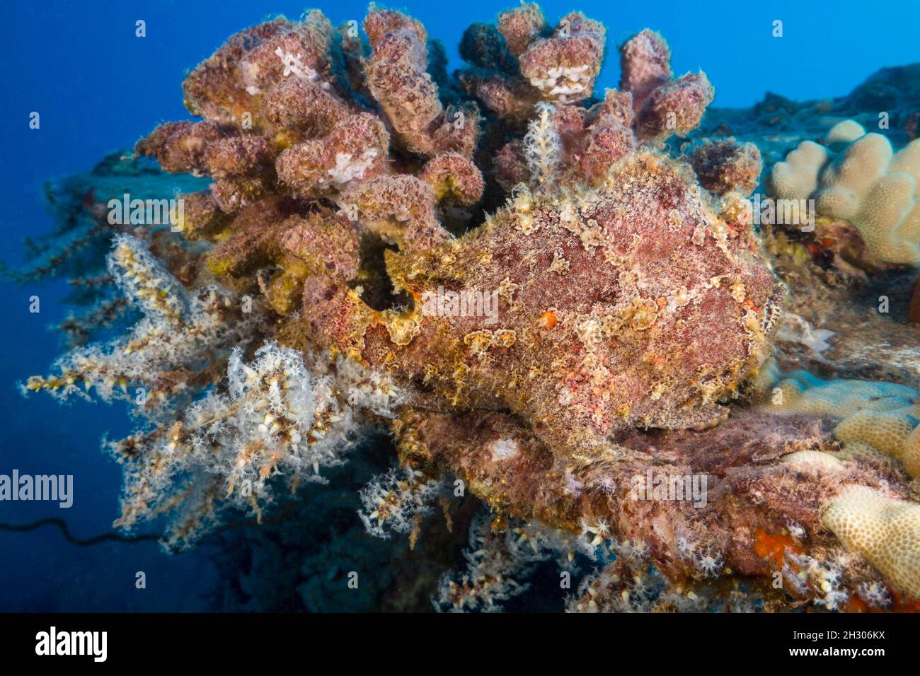 Este fangfish de Commerson difícil de ver, Antennarius commersoni, está perfectamente camuflado con sus alrededores, Hawaii. Foto de stock