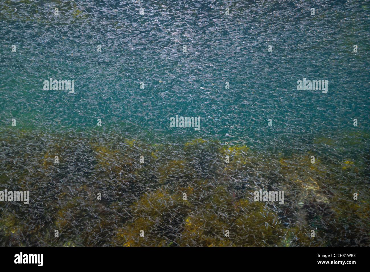 Krill escolaridad submarina en el océano, Atlántico oriental, España, Galicia Foto de stock