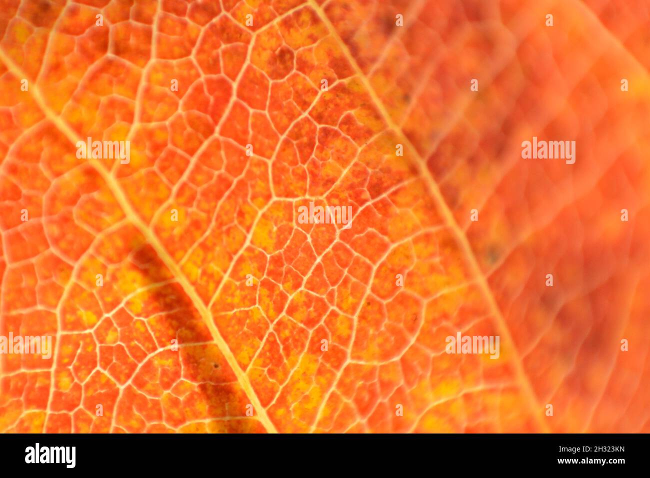 Hoja de otoño marrón rojizo en primer plano Foto de stock