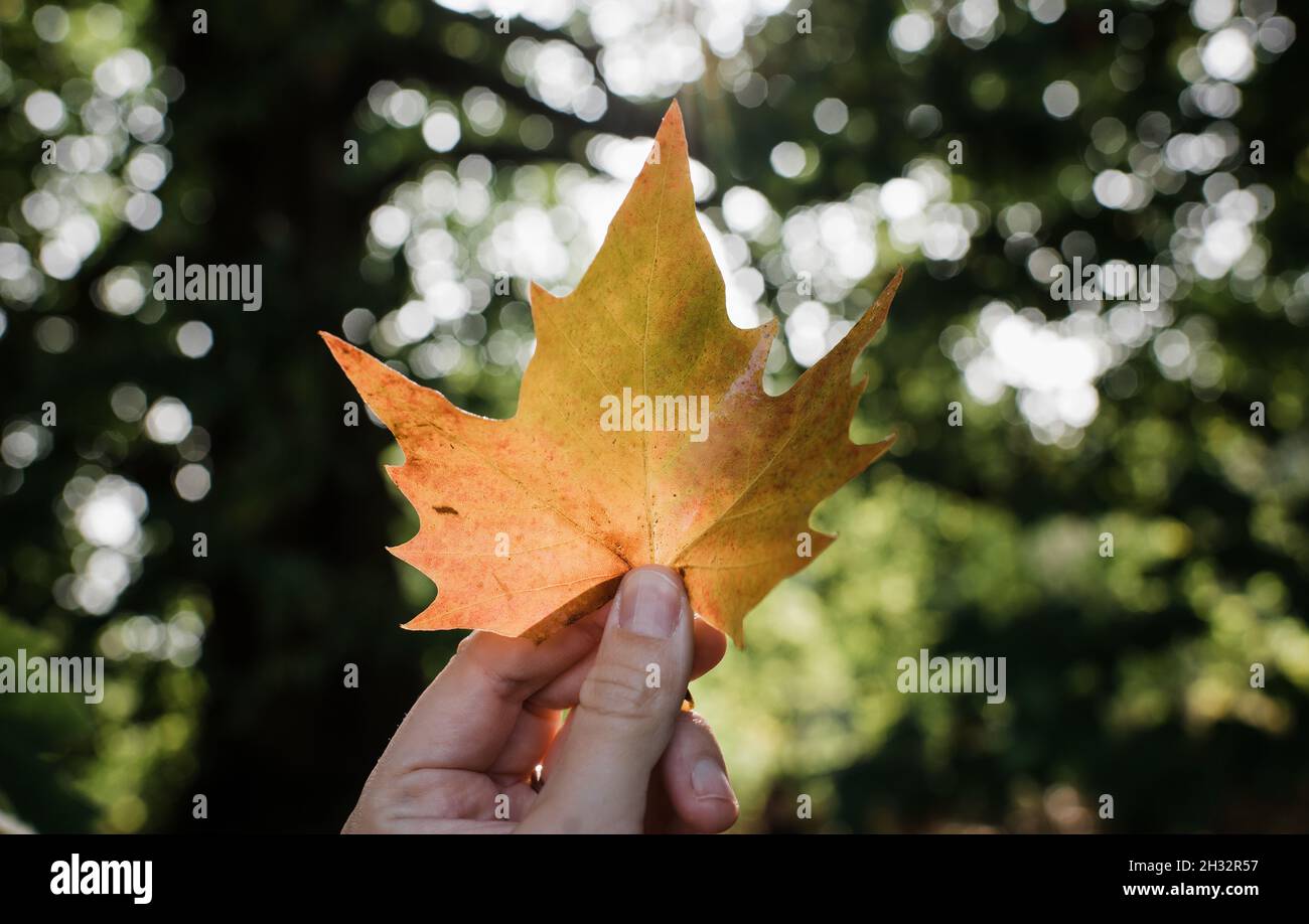 mano sosteniendo una hoja de arce hasta la luz dorada en un bosque en otoño Foto de stock