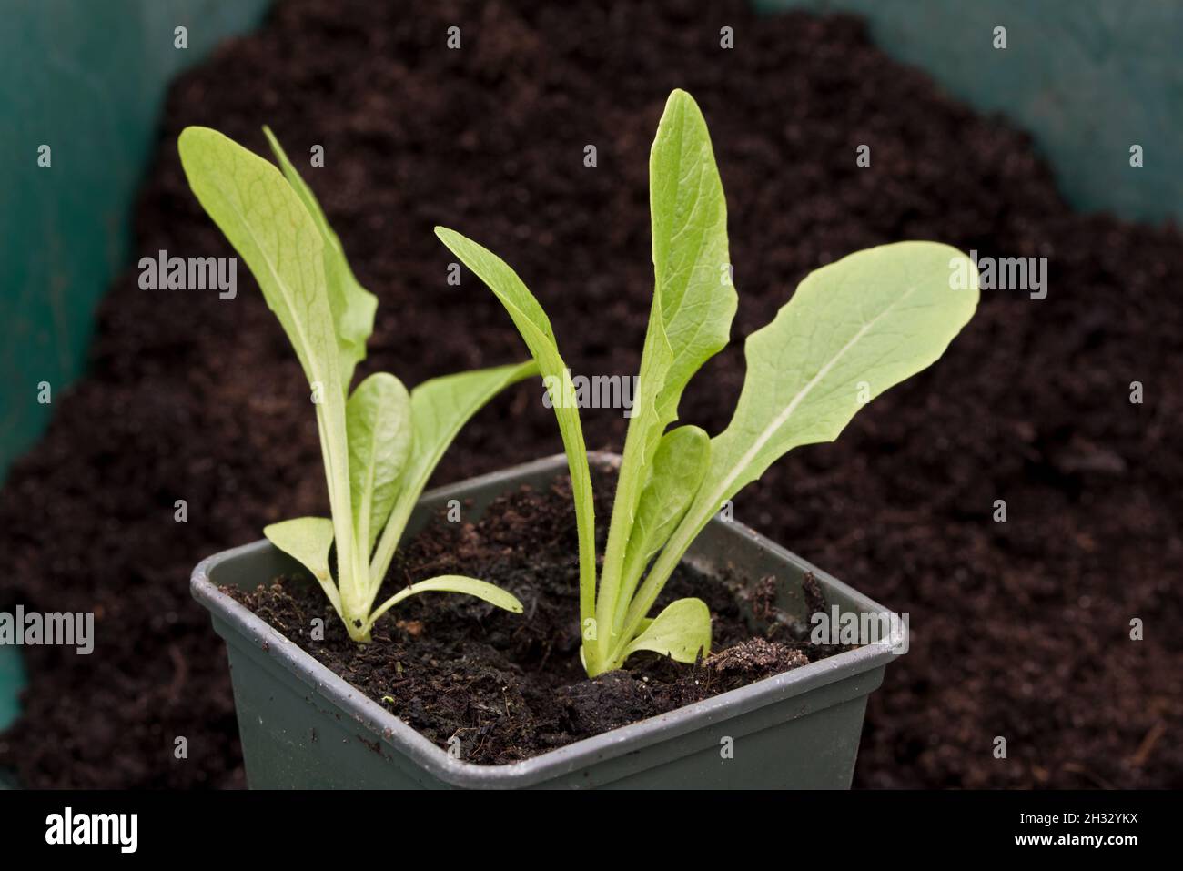 Plantas de lechuga Young Little Gem que crecen en una maceta de plantas Foto de stock