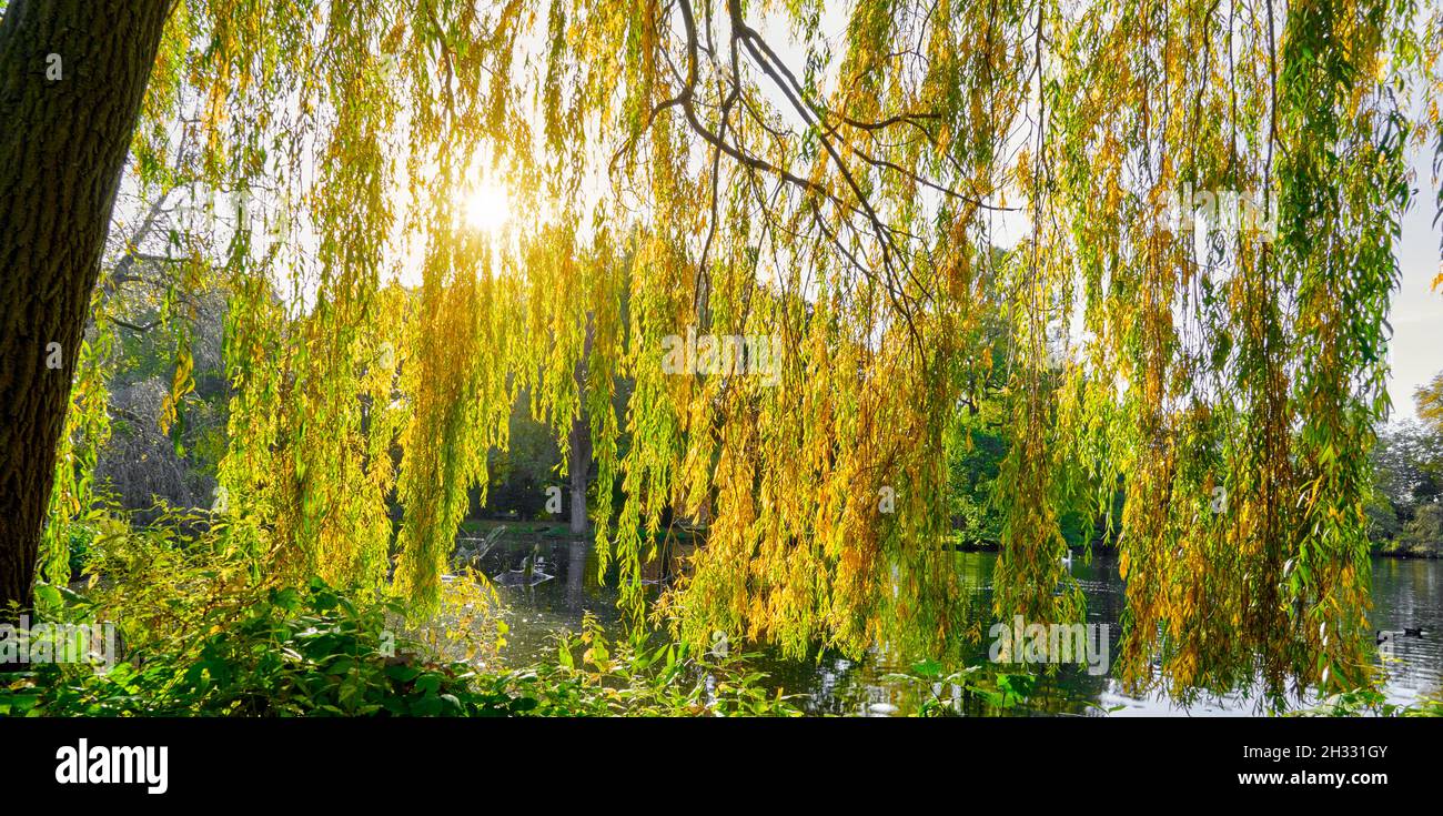 Cortina de las ramas colgantes de un sauce llorón, cuyas hojas se están convirtiendo en colores otoñales, en la luz de fondo frente a un lago en otoño Foto de stock