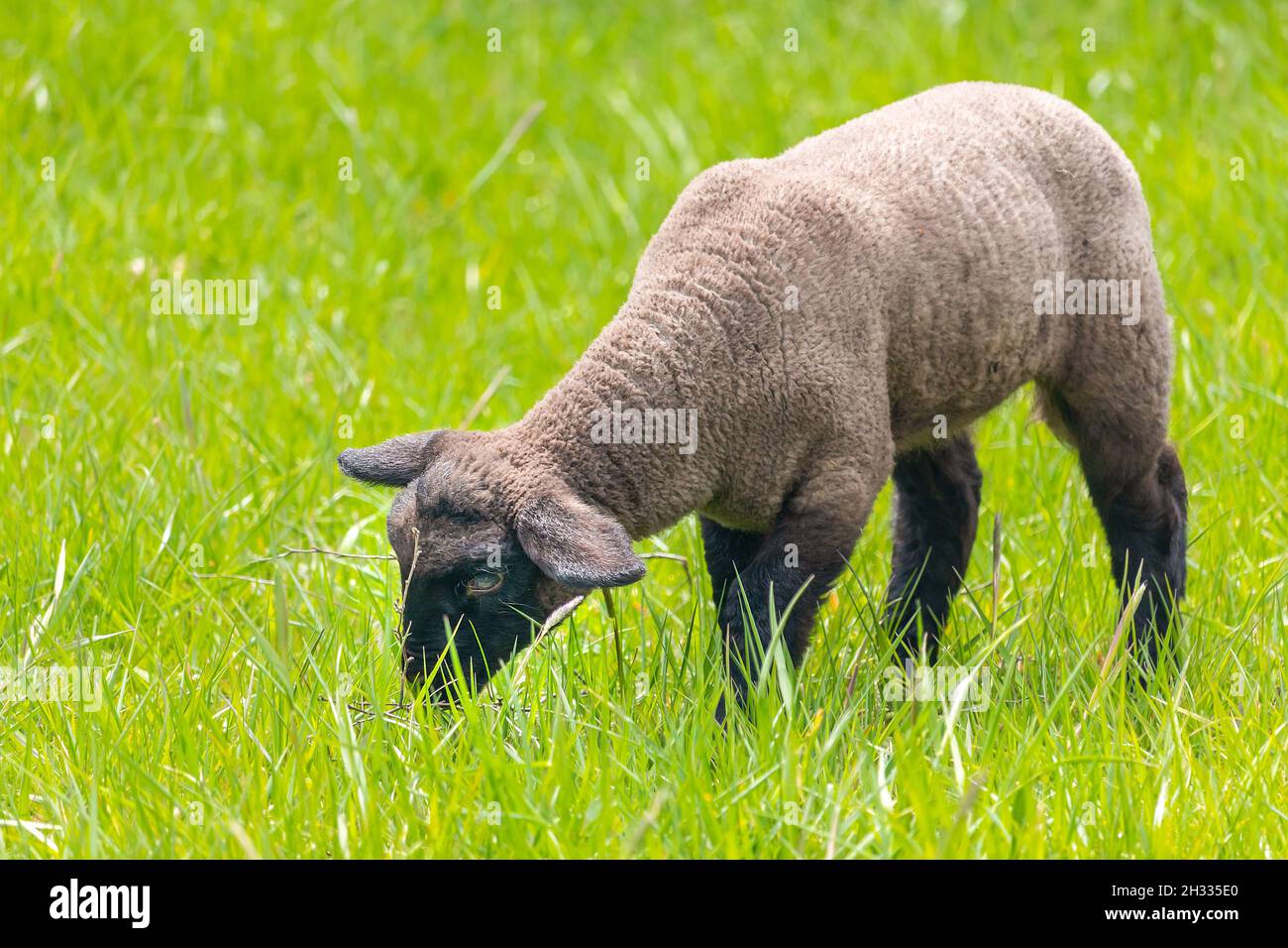 Cordero en la hierba - oveja Suffolk en la pastura, vista lateral Foto de stock