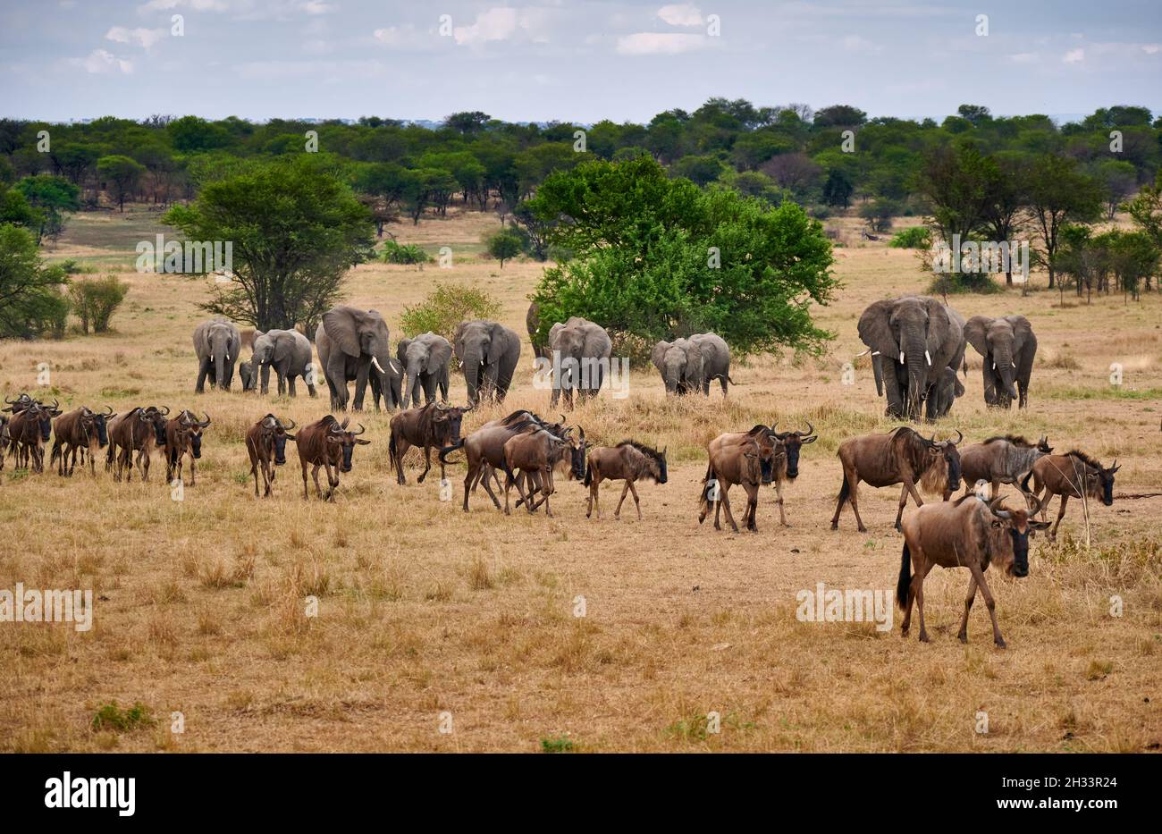 Una manada de ñus azul (Connochaetes taurinus) en gran migración pasando frente a una manada de elefante arbusto africano (Loxodonta africana) inSereng Foto de stock