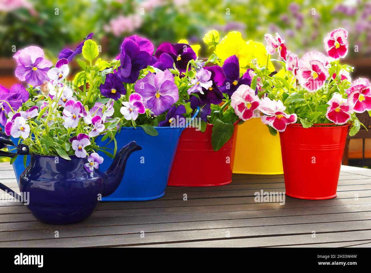 Flores de pansy púrpura, violeta, roja y amarilla en 4 ollas y una jarra esmaltada en una mesa de balcón de madera en primavera, plantilla de fondo Foto de stock