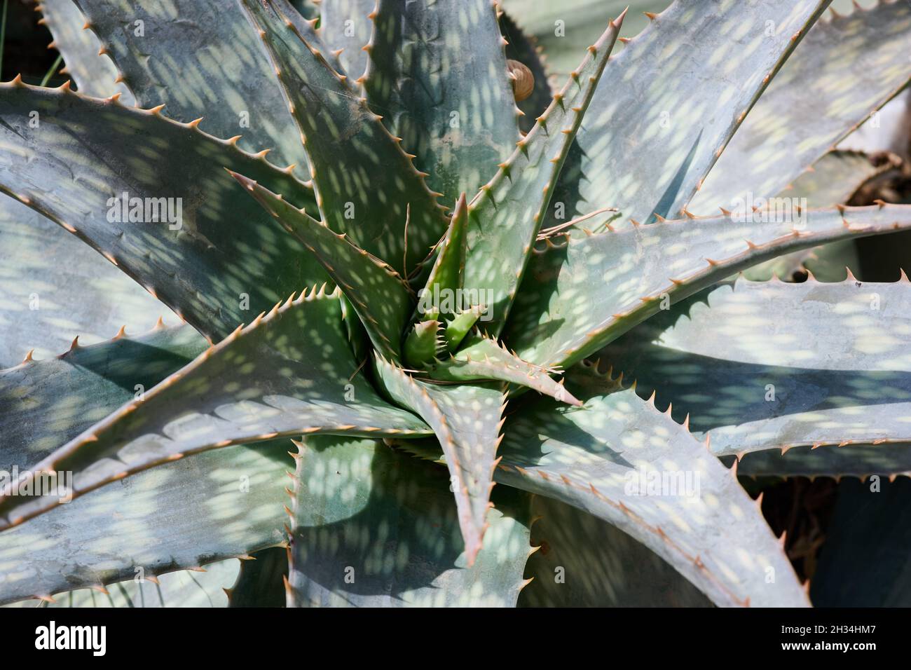 Planta de aloe vera en Mallorca en verano Fotografía de stock - Alamy