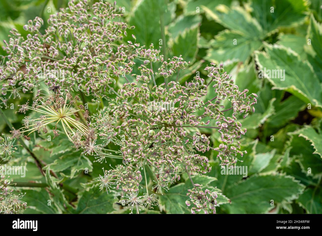 planta de Ostruthium de Peucedanum closeup Foto de stock
