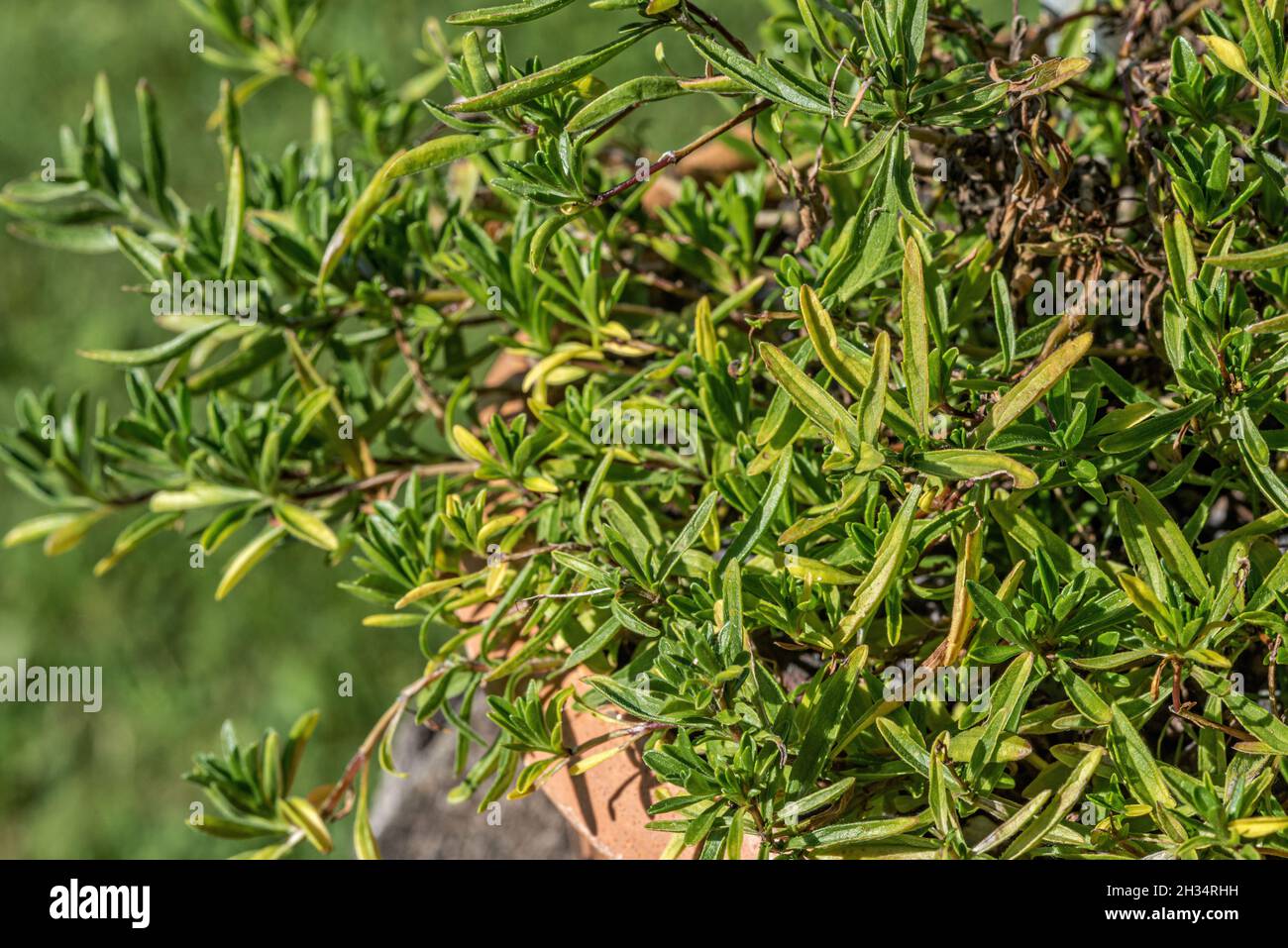 Primer plano de una planta de ironwort (sideritis hyssopifolia) Foto de stock