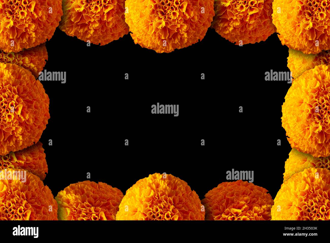 Marco de flor de cempasúchil fotografías e imágenes de alta resolución -  Alamy
