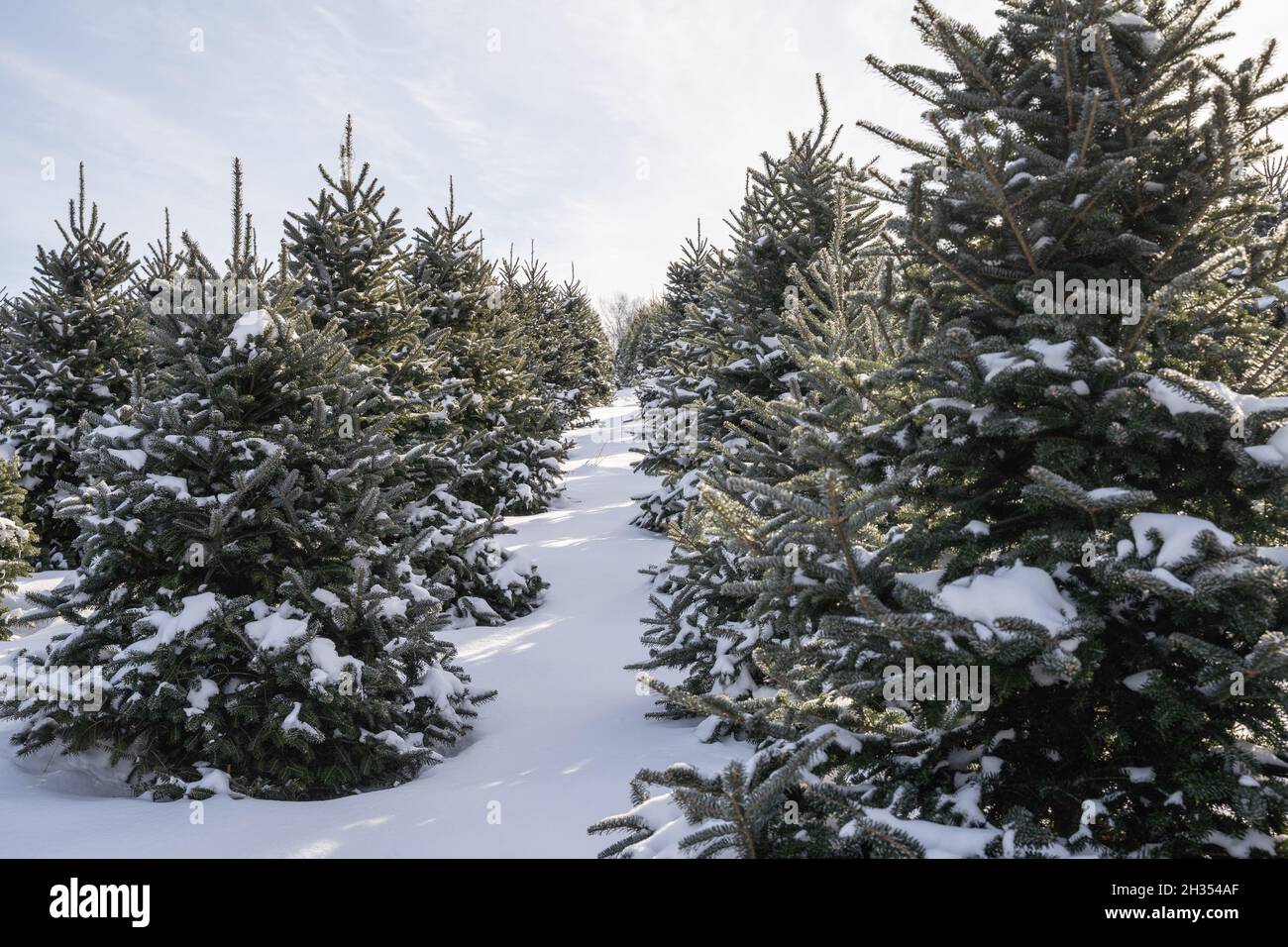 Árboles cubiertos de nieve en la granja de árboles de Navidad. Foto de stock