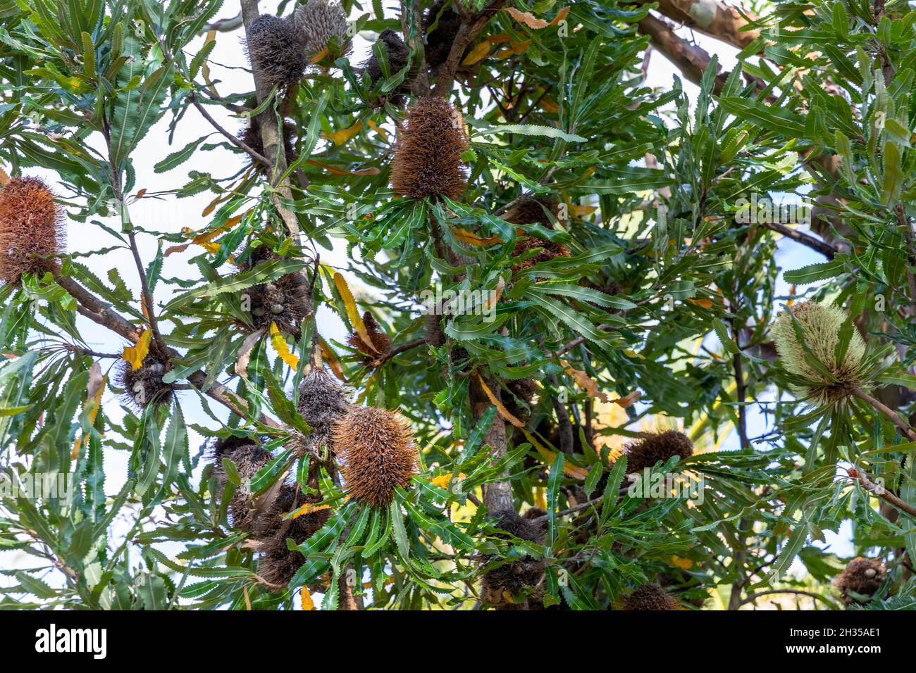 Banksia Arbusto de árbol nativo australiano en Avalon Beach, Sydney, Australia Foto de stock