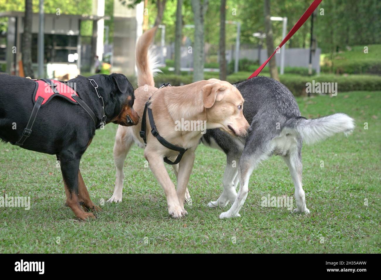 Perros de diferentes razas en el campo, saludándose unos a otros. Concepto de socialización de perros. Foto de stock