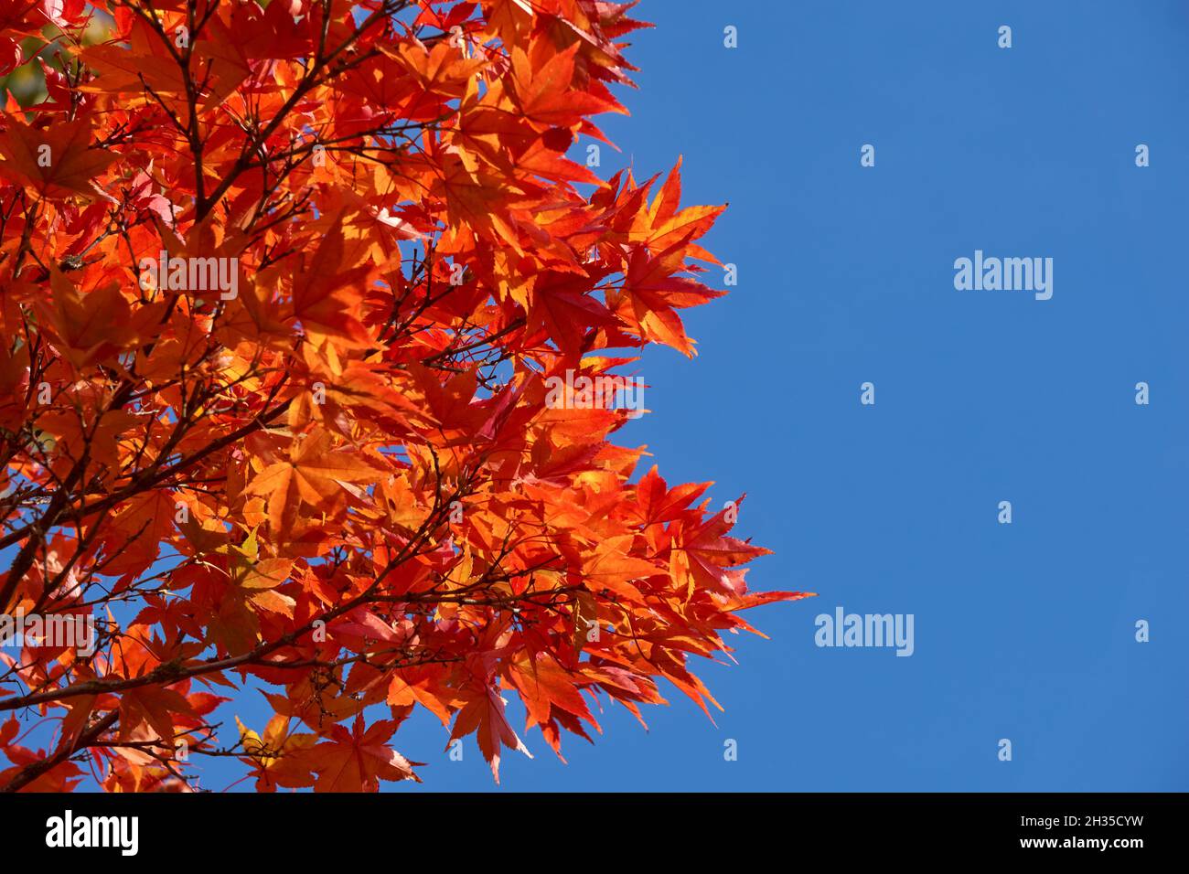 Hojas de arce rojo naranja contra un cielo azul claro en el otoño Foto de stock