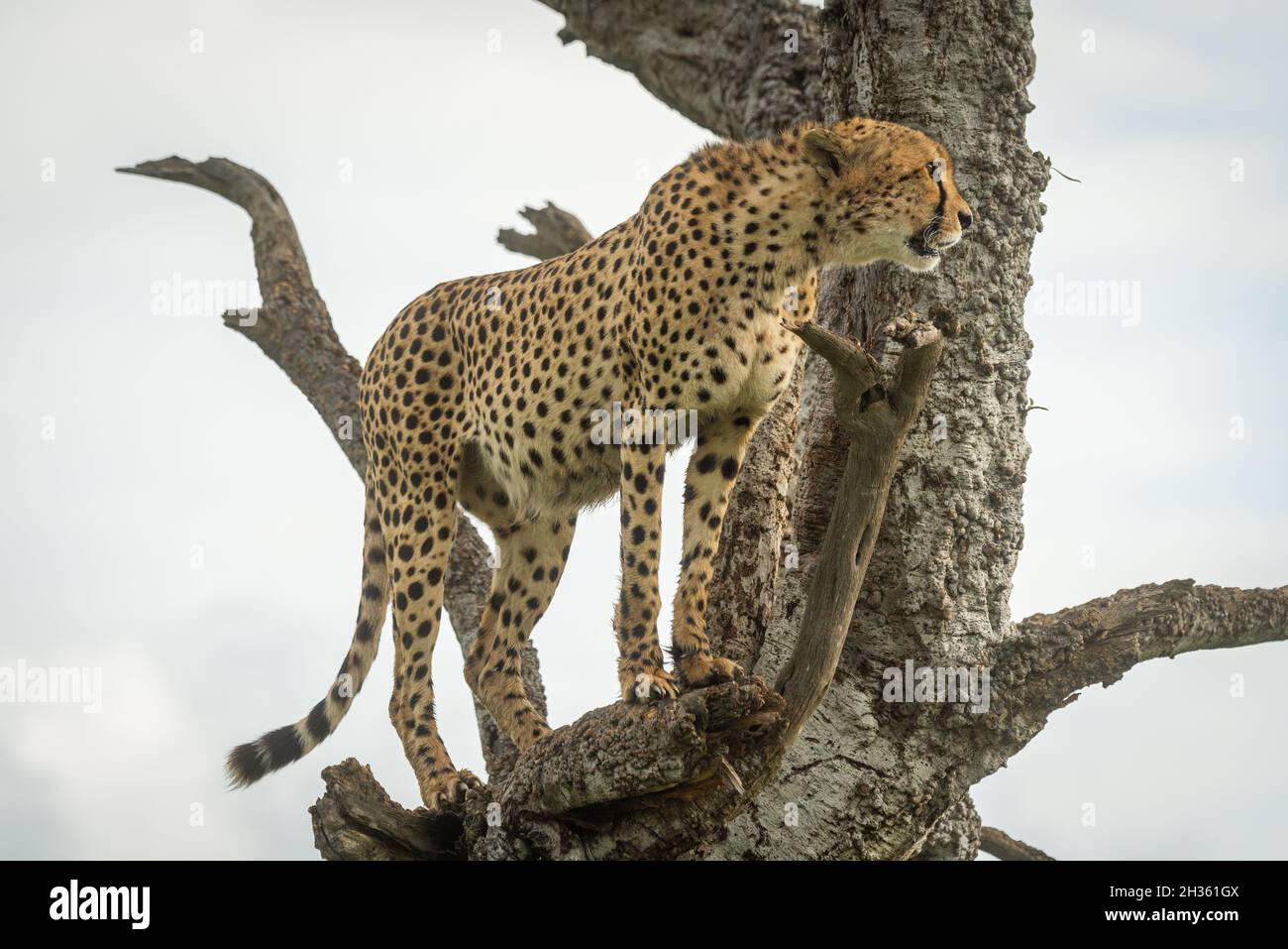 Cheetah está en el viejo árbol mirando hacia delante Foto de stock