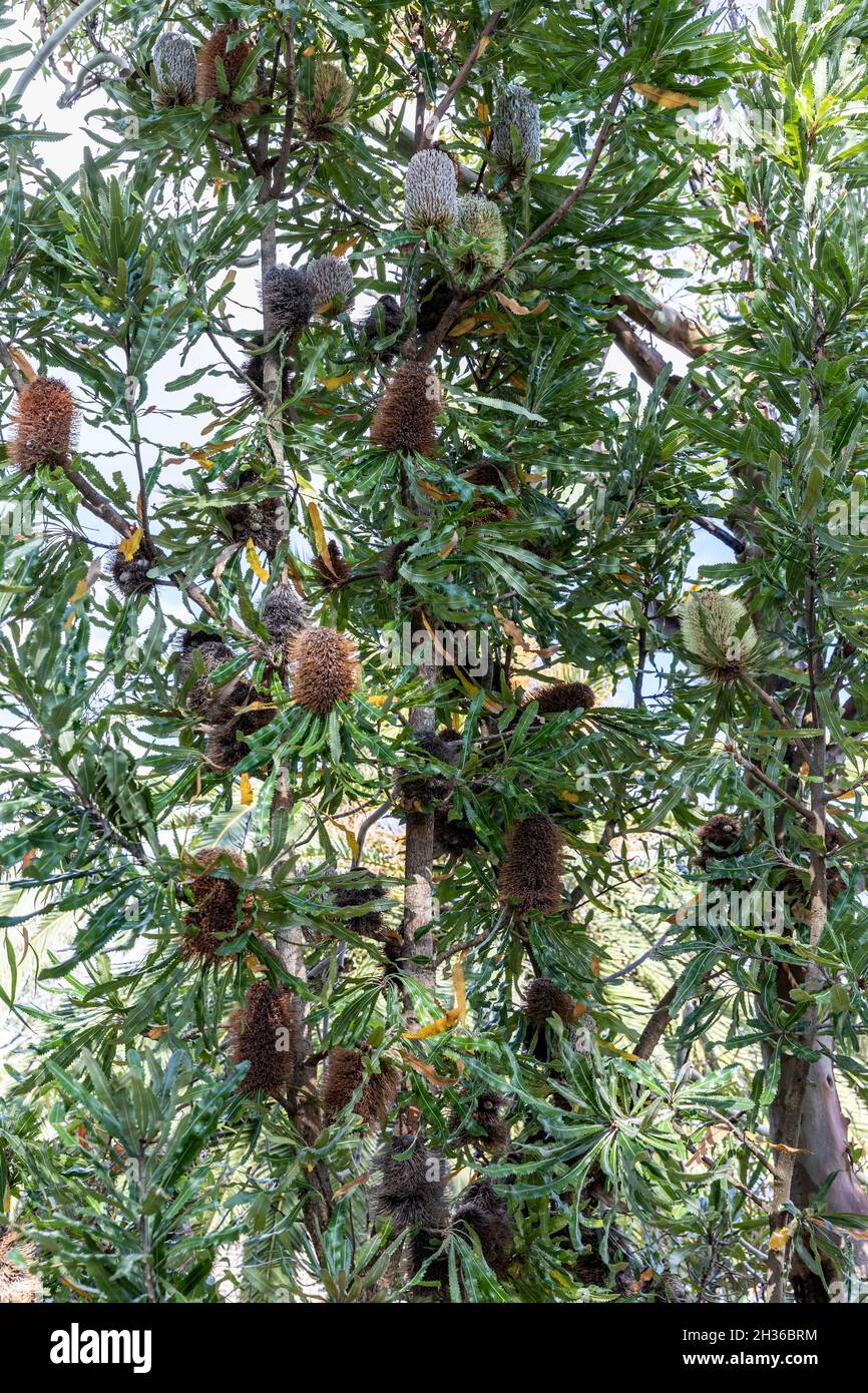 Banksia Arbusto de árbol nativo australiano en Avalon Beach, Sydney, Australia Foto de stock