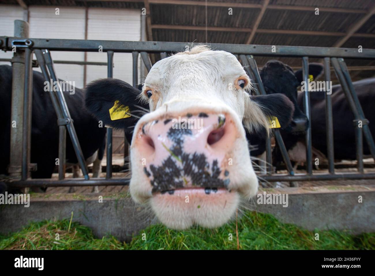 Vaca en un cobertizo en una granja holandesa. Foto de stock