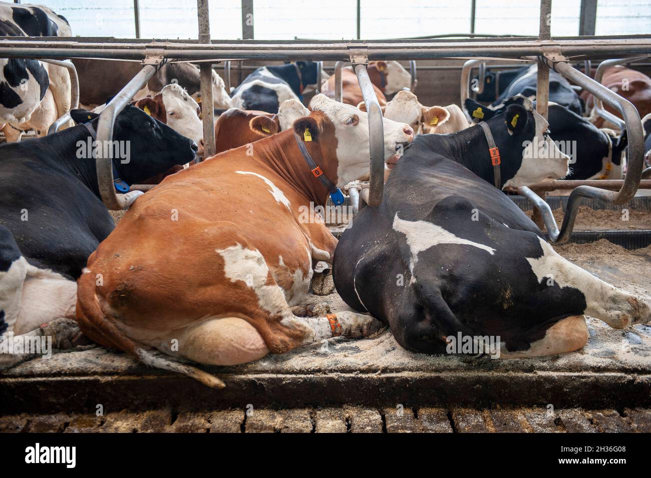 Vacas en un cobertizo en una granja holandesa. Foto de stock
