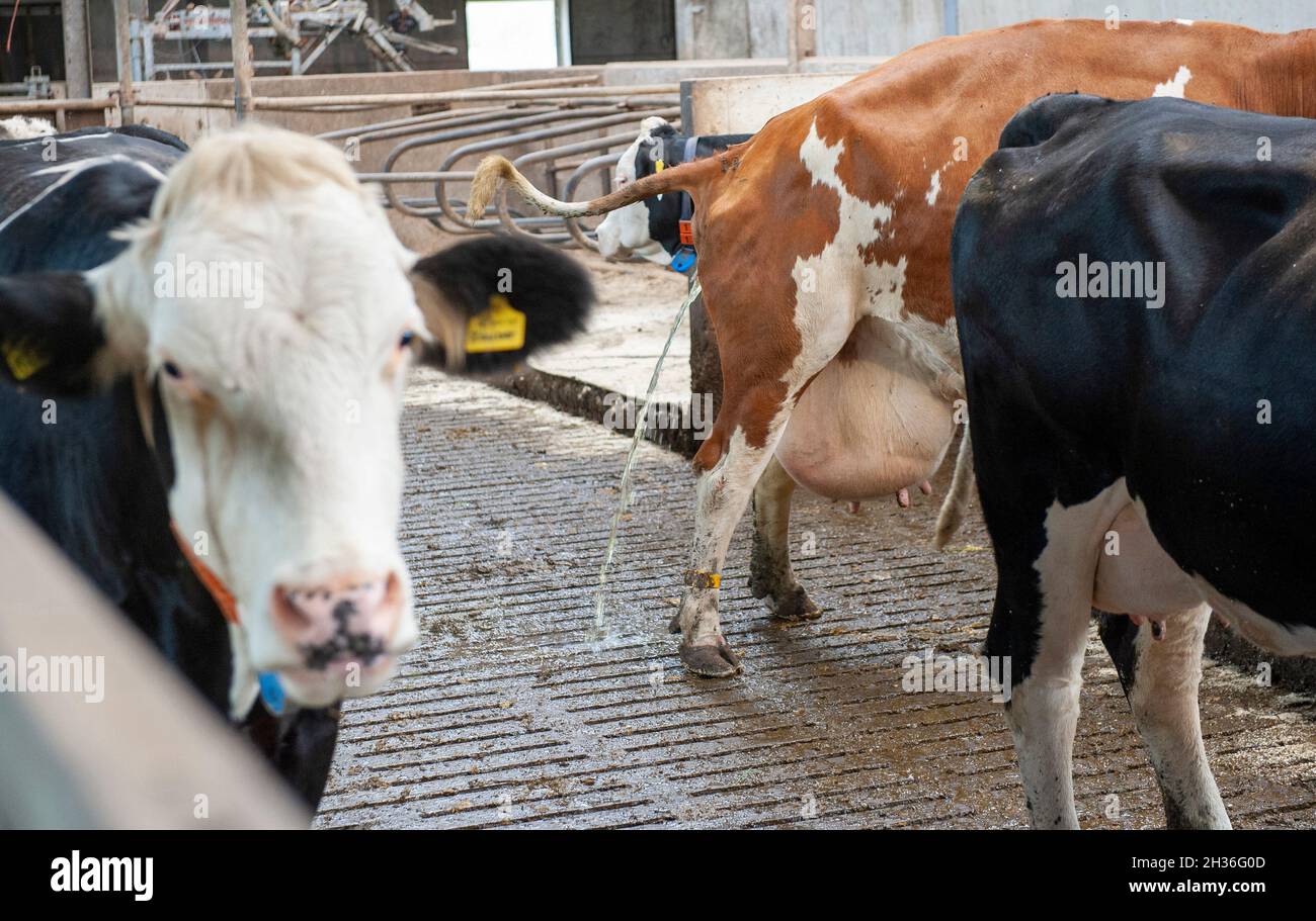 Una vaca en un cobertizo en una granja holandesa está orinando. Foto de stock