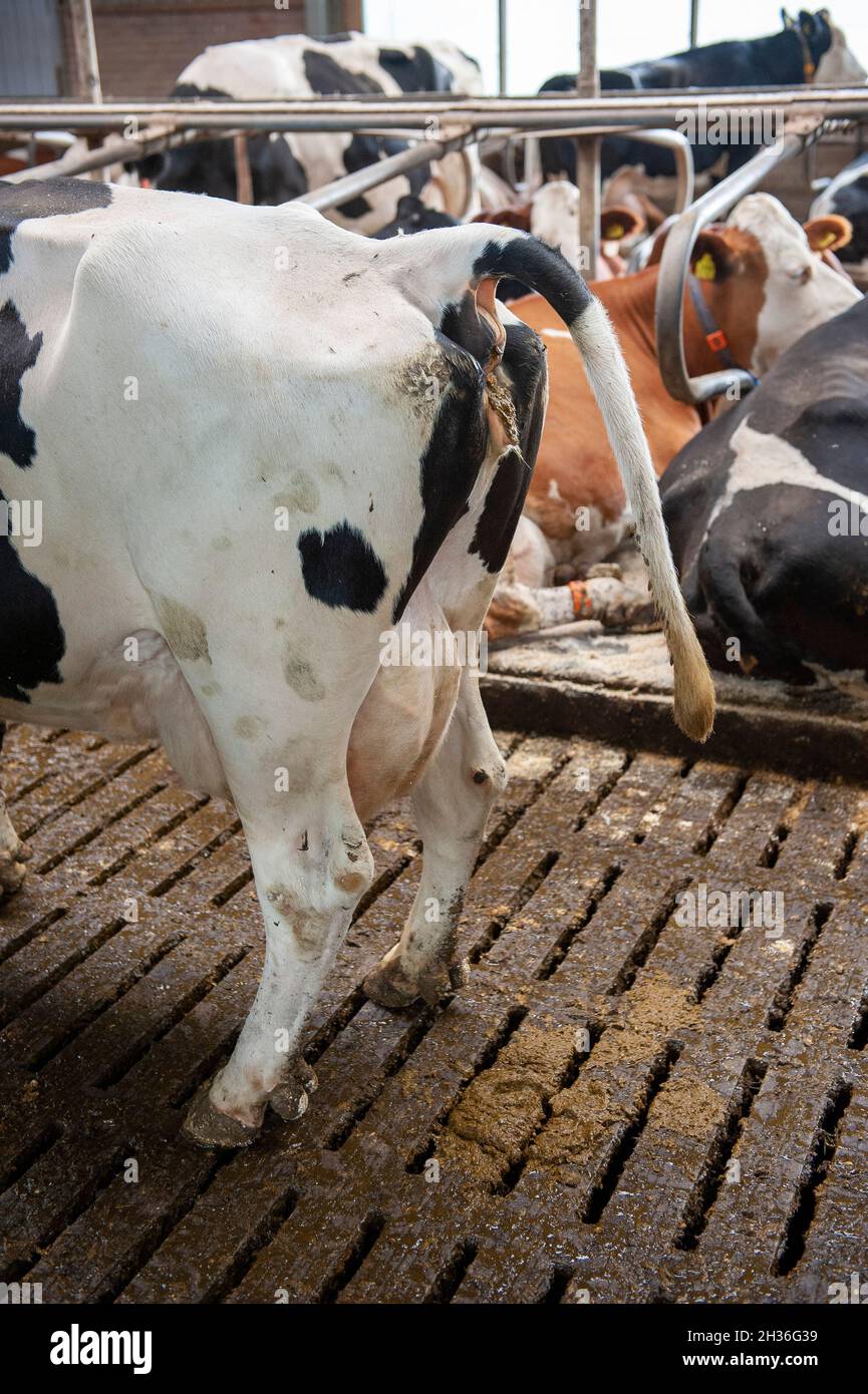 Una vaca lechera en un cobertizo en una granja holandesa está haciendo popping. Foto de stock