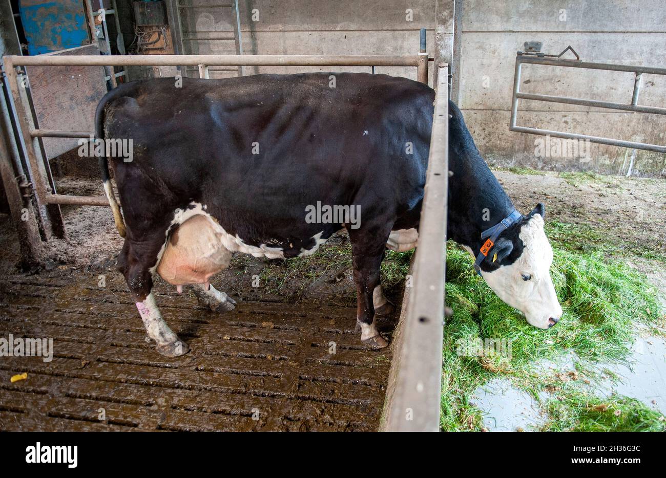 Vaca en un cobertizo en una granja holandesa comiendo hierba fresca. Foto de stock