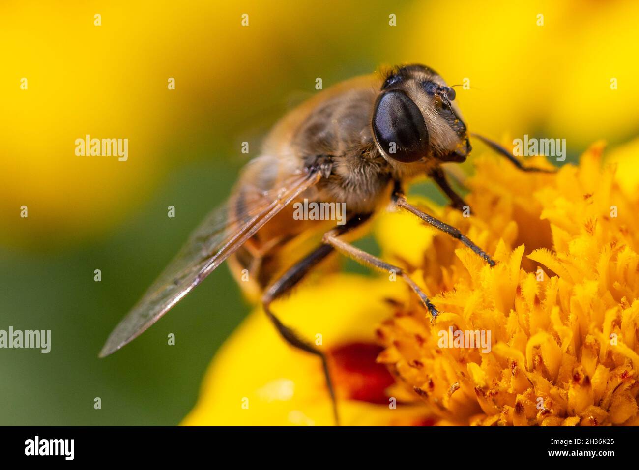 Miel de abeja Foto de stock