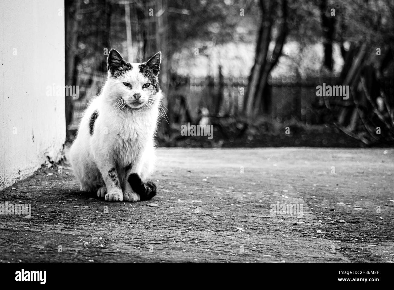 Escala de grises de un gato solitario sentado a un lado de una pared Fotografía de stock Alamy