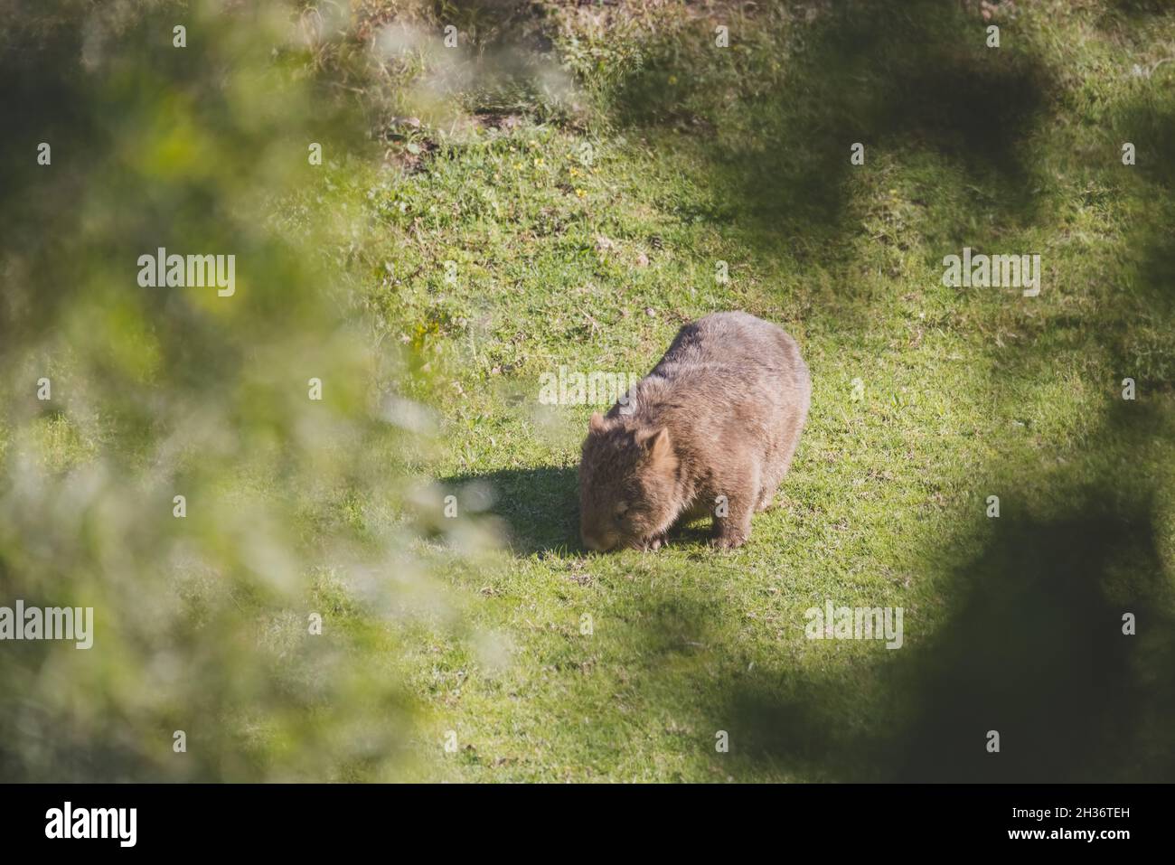 Wombat común, Kangaroo Valley, Nueva Gales del Sur, Australia Foto de stock