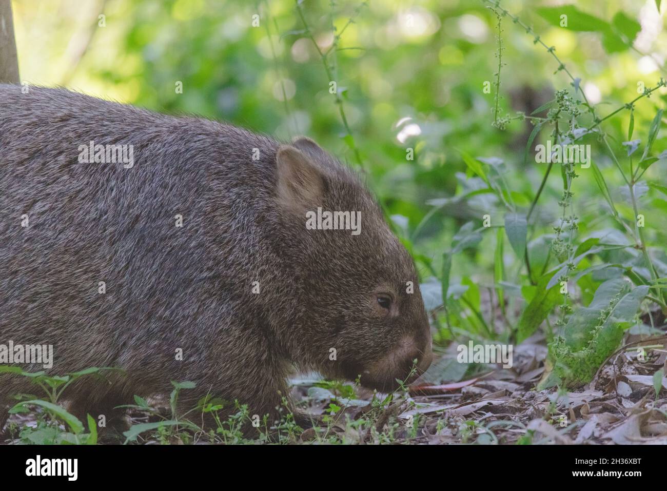 Wombat común, Kangaroo Valley, Nueva Gales del Sur, Australia Foto de stock