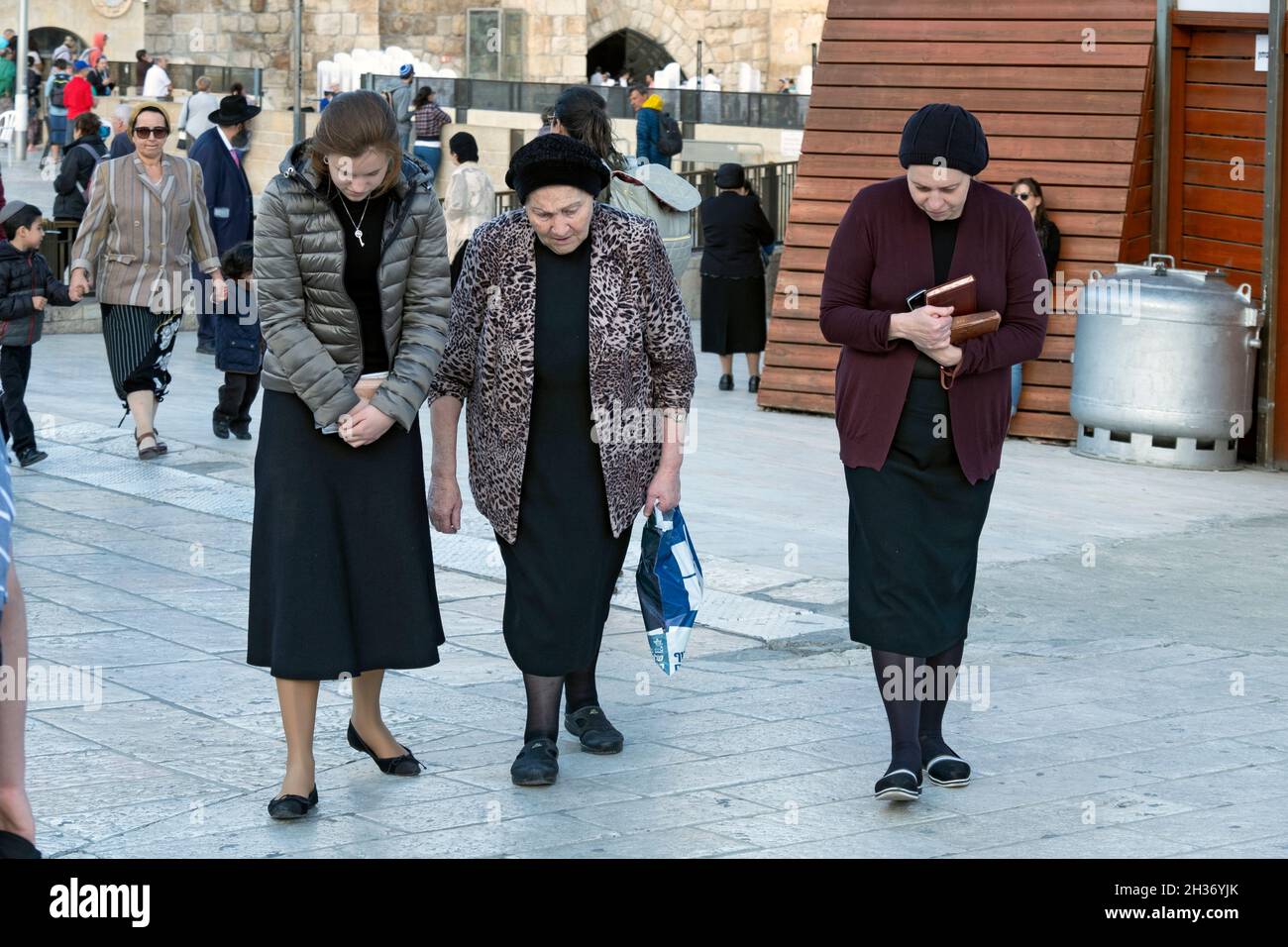 Oso Incesante fósil como se visten