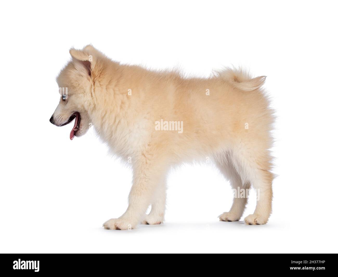 Pomsky Imagenes Recortadas De Stock Alamy