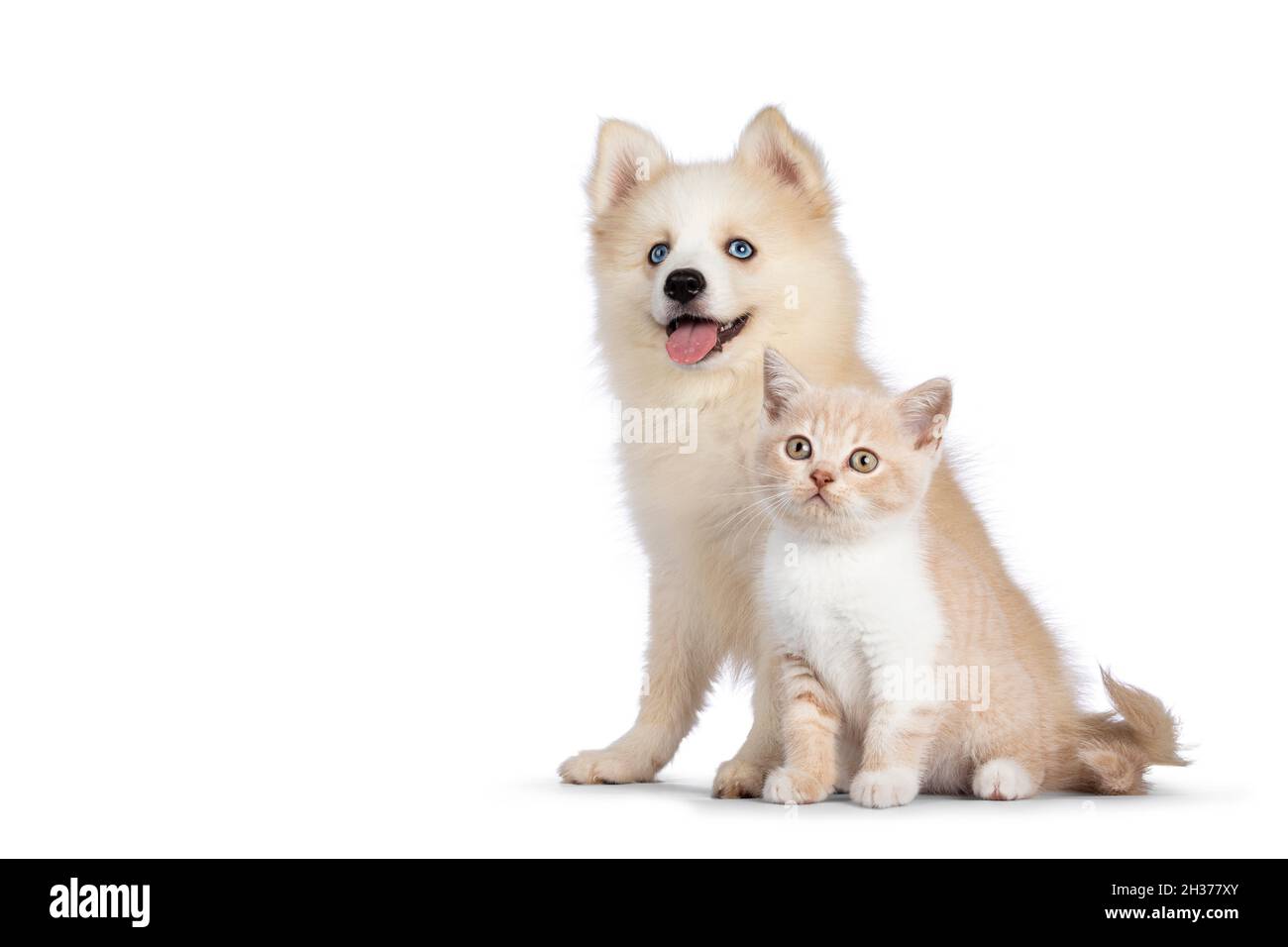 Pomsky Imagenes Recortadas De Stock Alamy