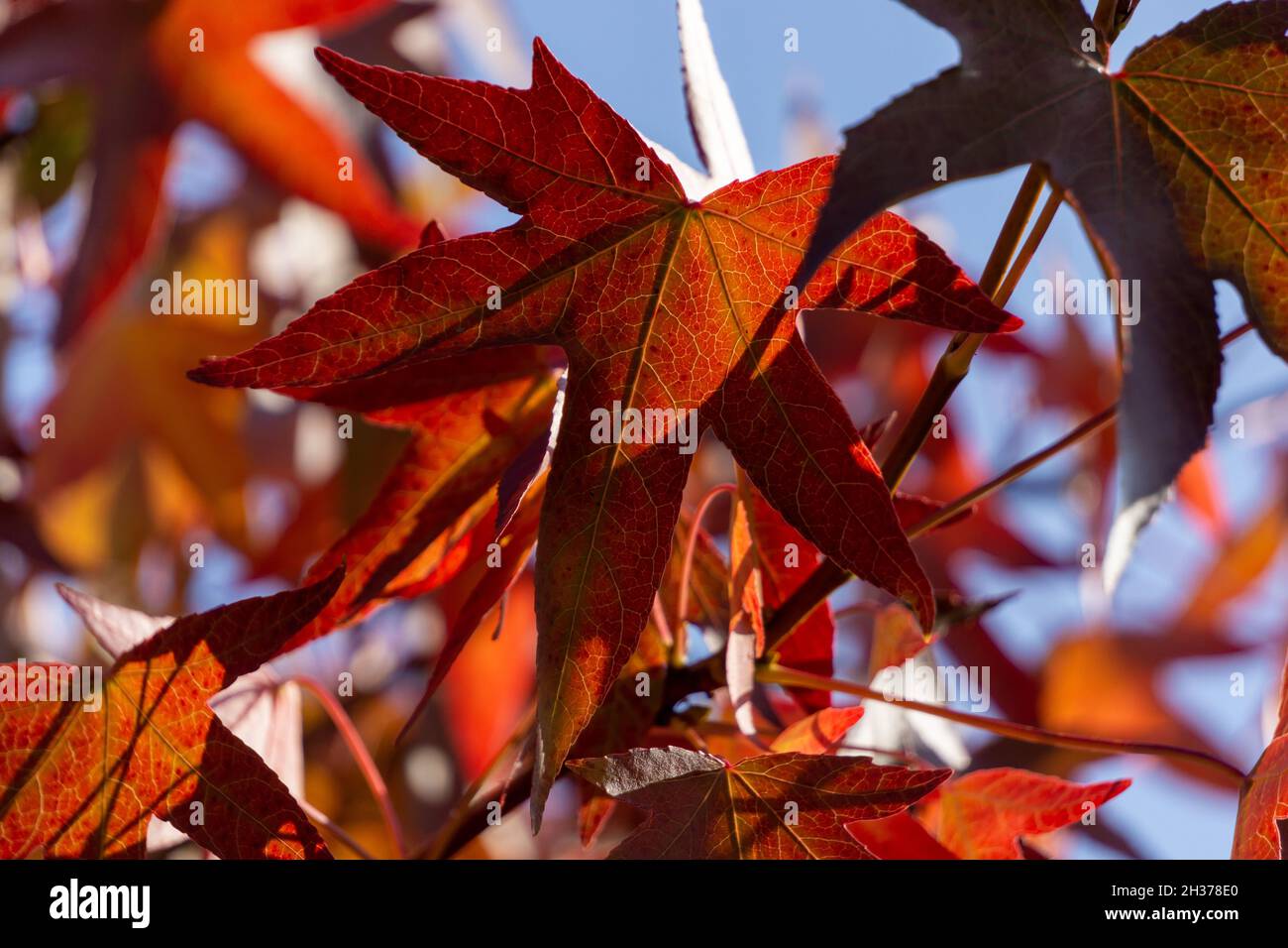 Hojas de otoño (herbstliches blatt) Foto de stock