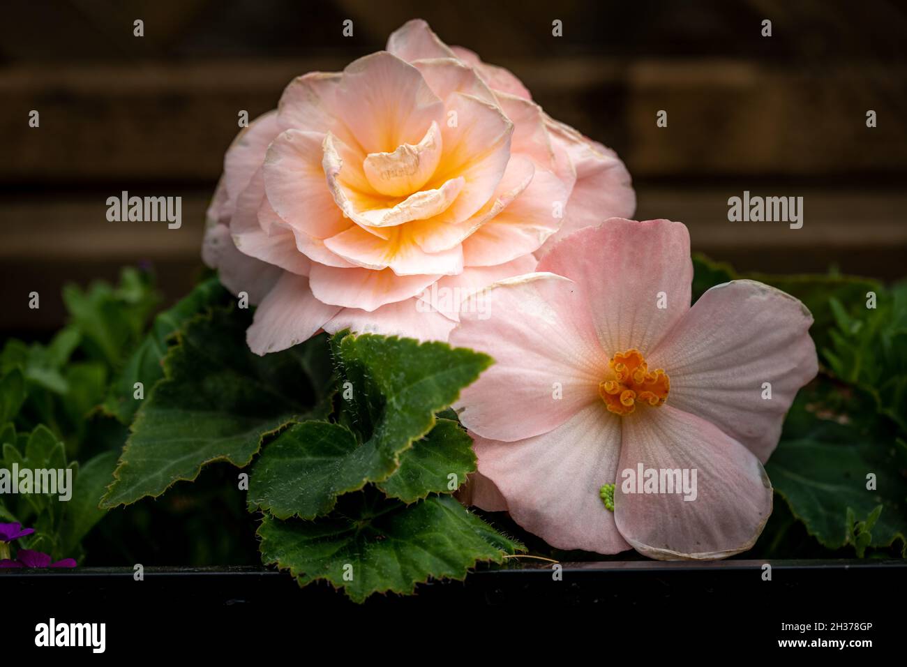 Begonia rosa brillante, pétalos de Begoniaceae y flores en flor con hojas  verdes en un jardín Fotografía de stock - Alamy