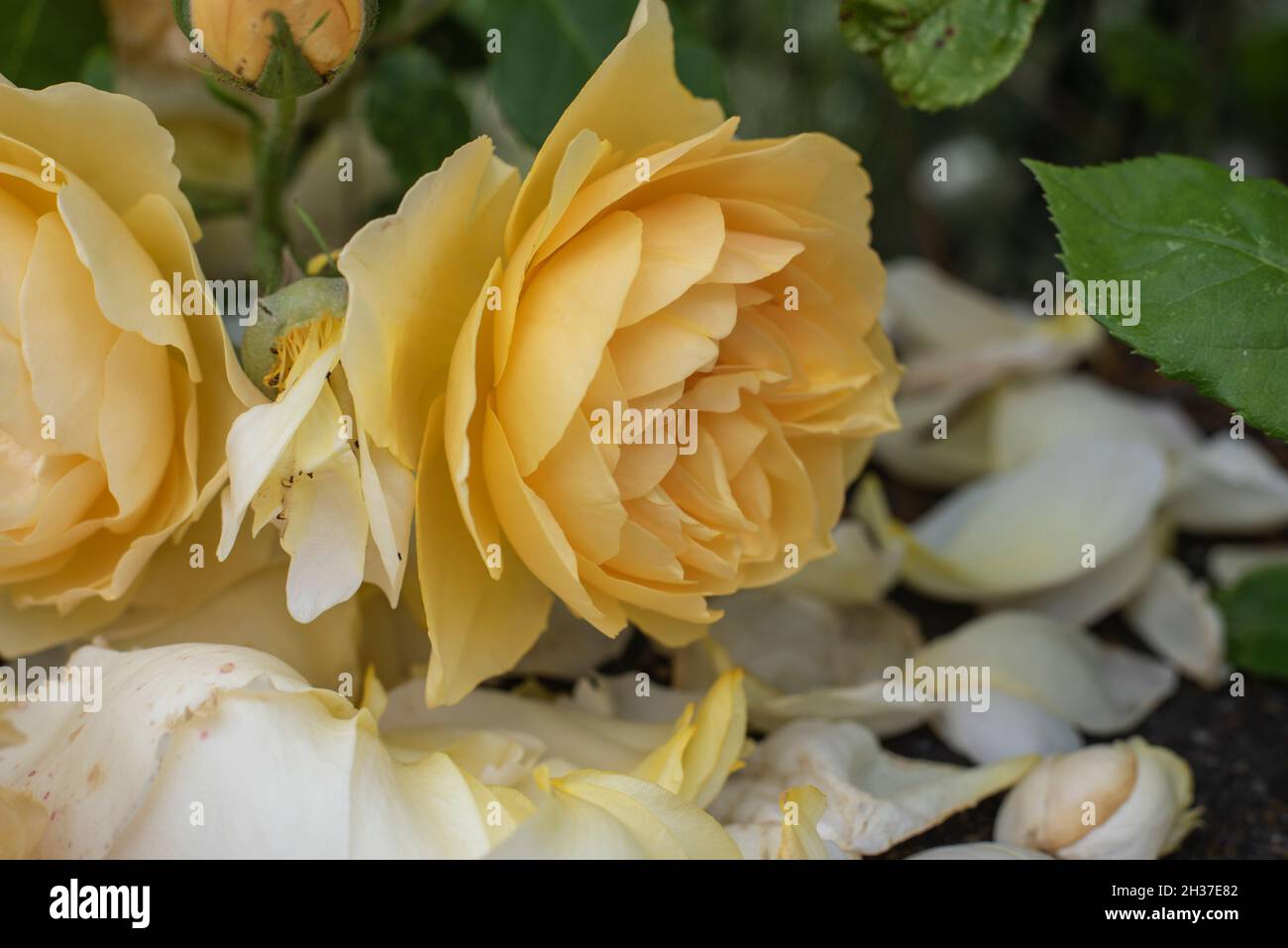 corte de un arbusto de rosas con flores amarillentas de color crema y pétalos tumbados en el suelo Foto de stock