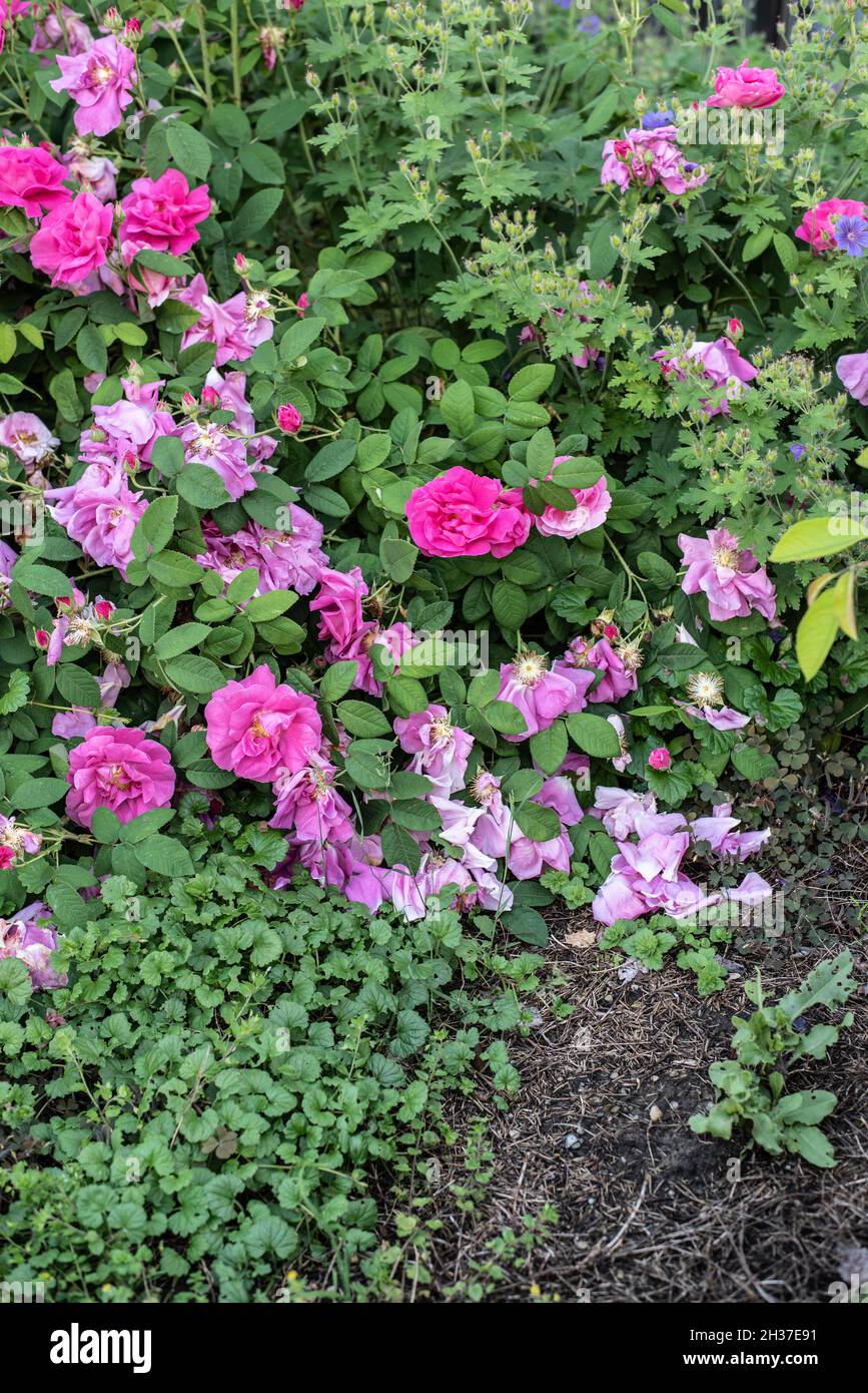 vista a un jardín con un arbusto de rosas marchitas con pétalos tumbados Foto de stock