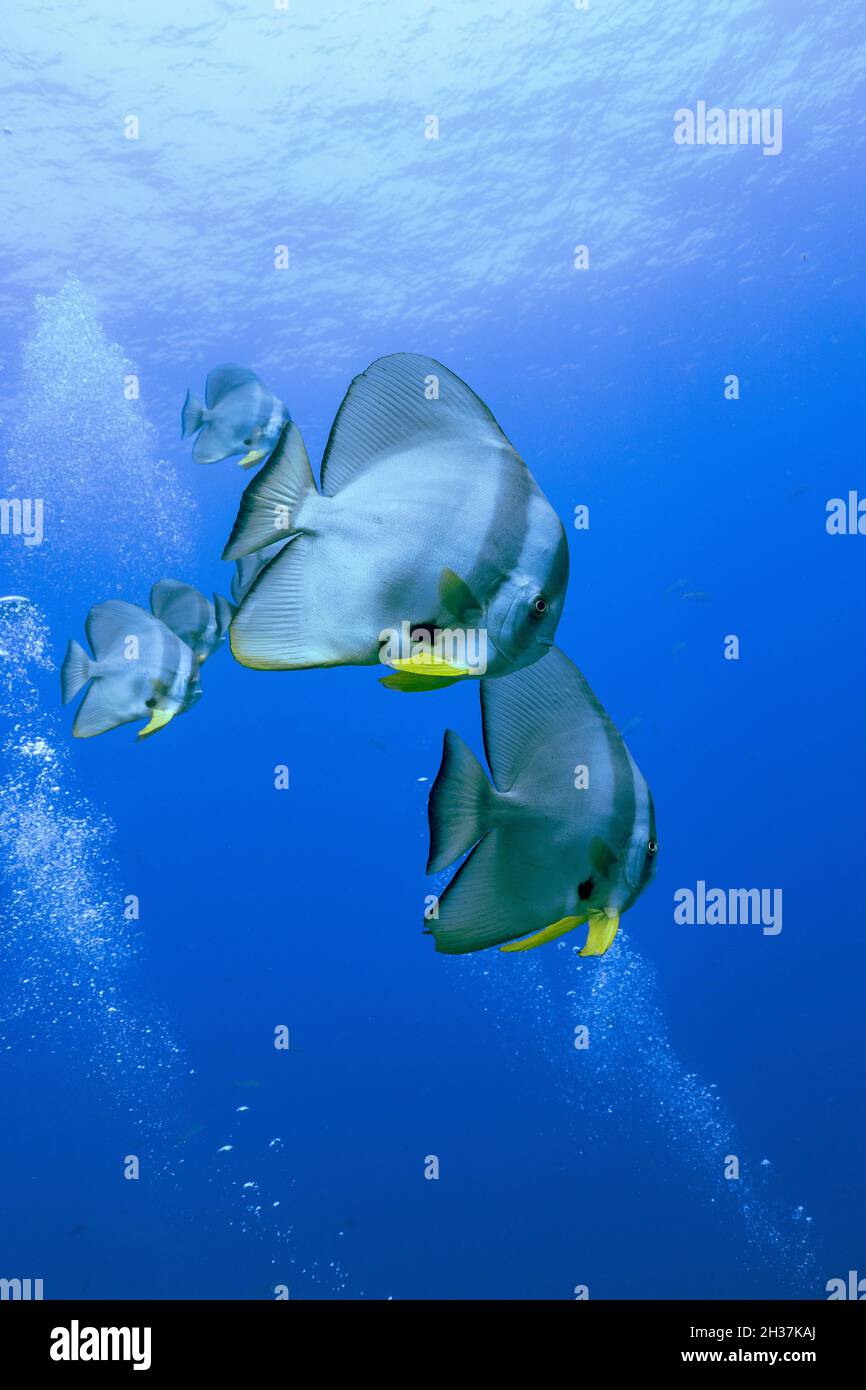 Heteropriacanthus, los glasseyes o patudos de vidrio, son un género de la familia del patudo que se encuentra en todos los mares tropicales del mundo. Foto de stock