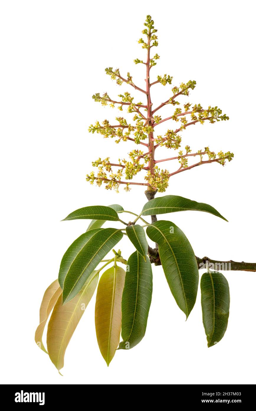flor de mango con hojas, aislada sobre fondo blanco, vista de primer plano Foto de stock