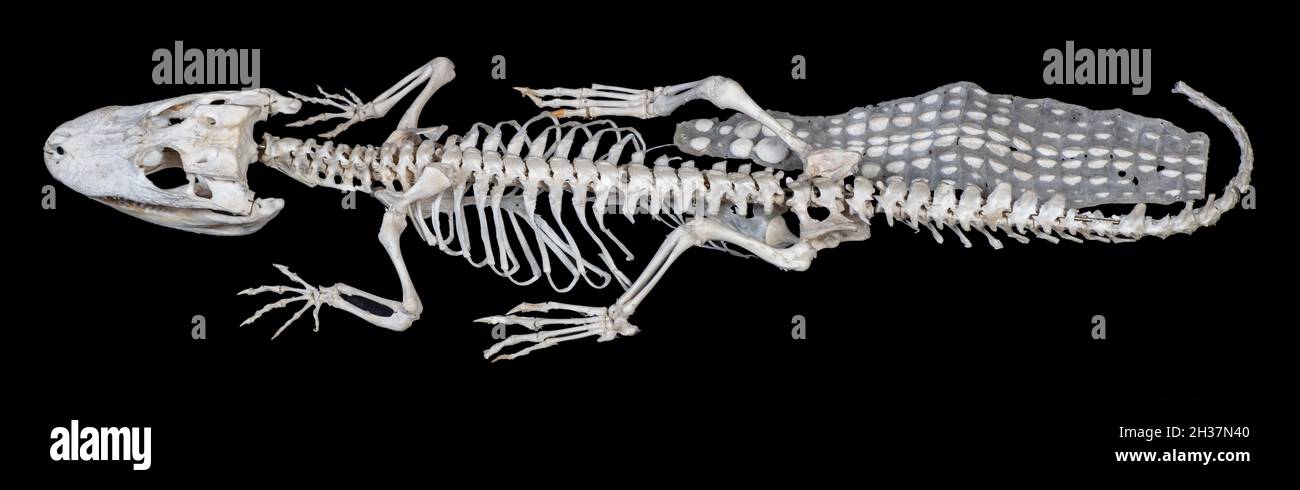 Crocodylus Skeleton; es un género de cocodrilos verdaderos de la familia Crocodylidae. Foto de stock