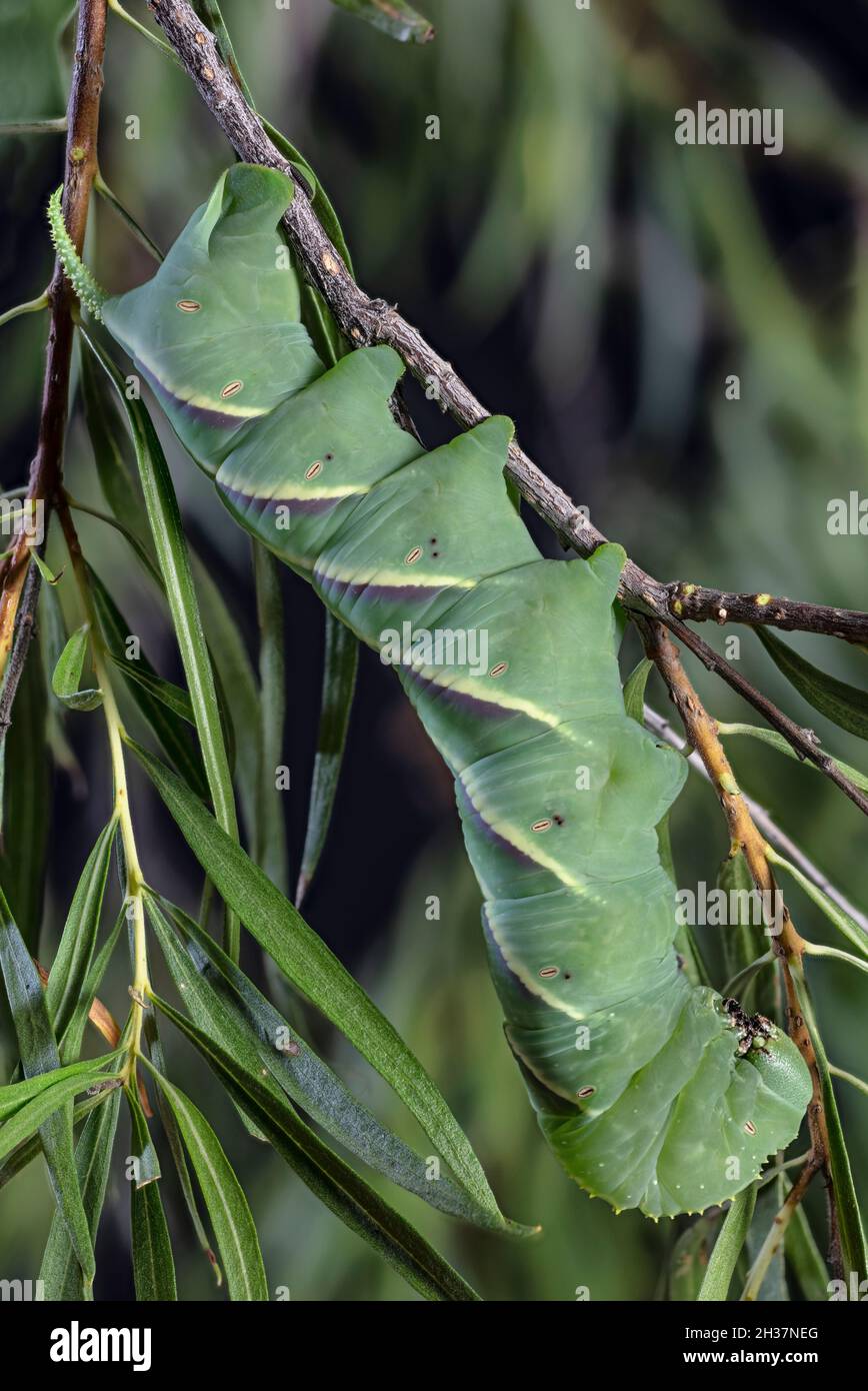 Esfinge Rústica Caterpillar o Esfinge Rústica Hornworm en Desert Willow Tree, Manduca rustica Foto de stock