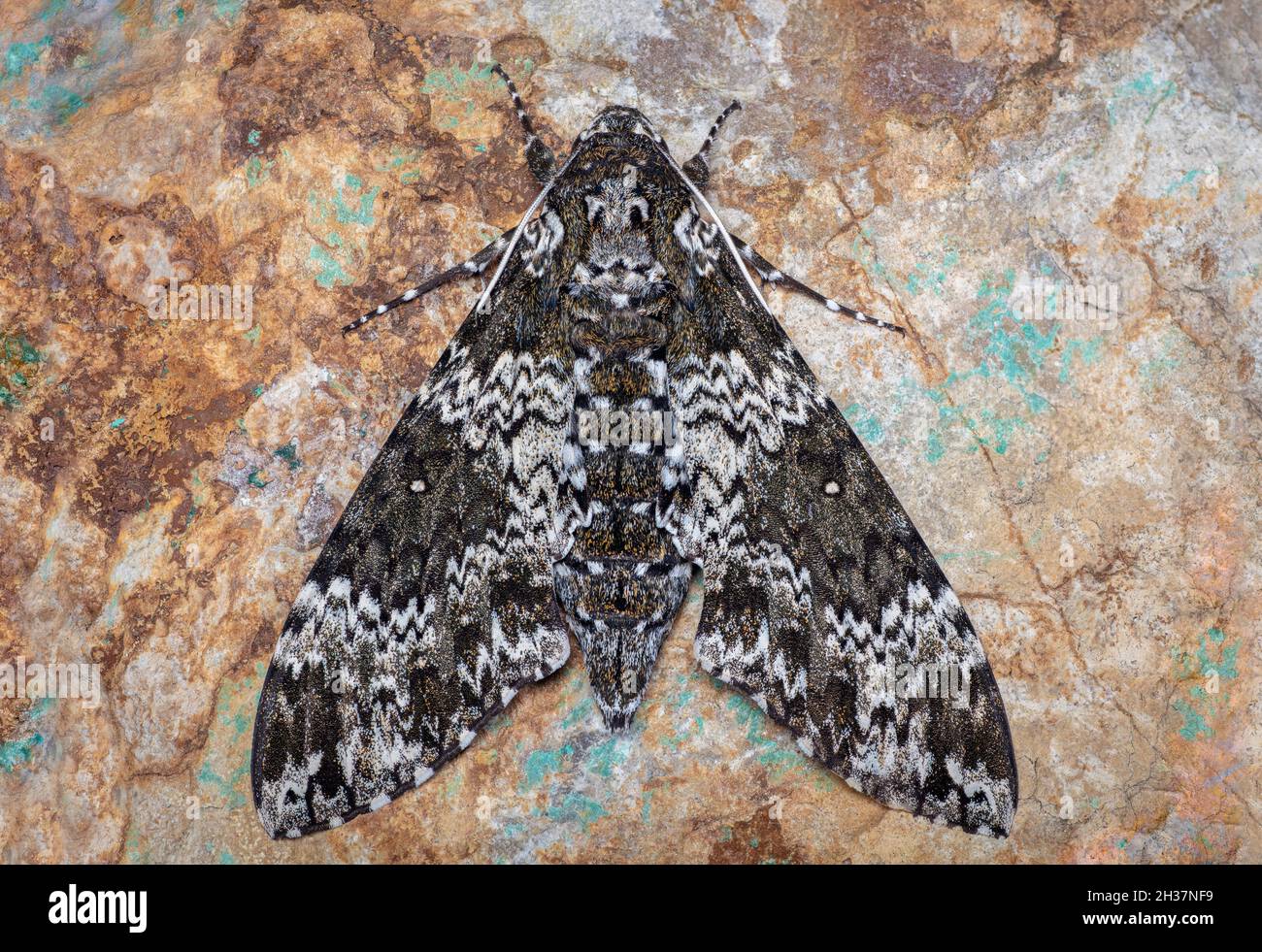 Moth Esfinge Rústica, Manduca rustica Foto de stock