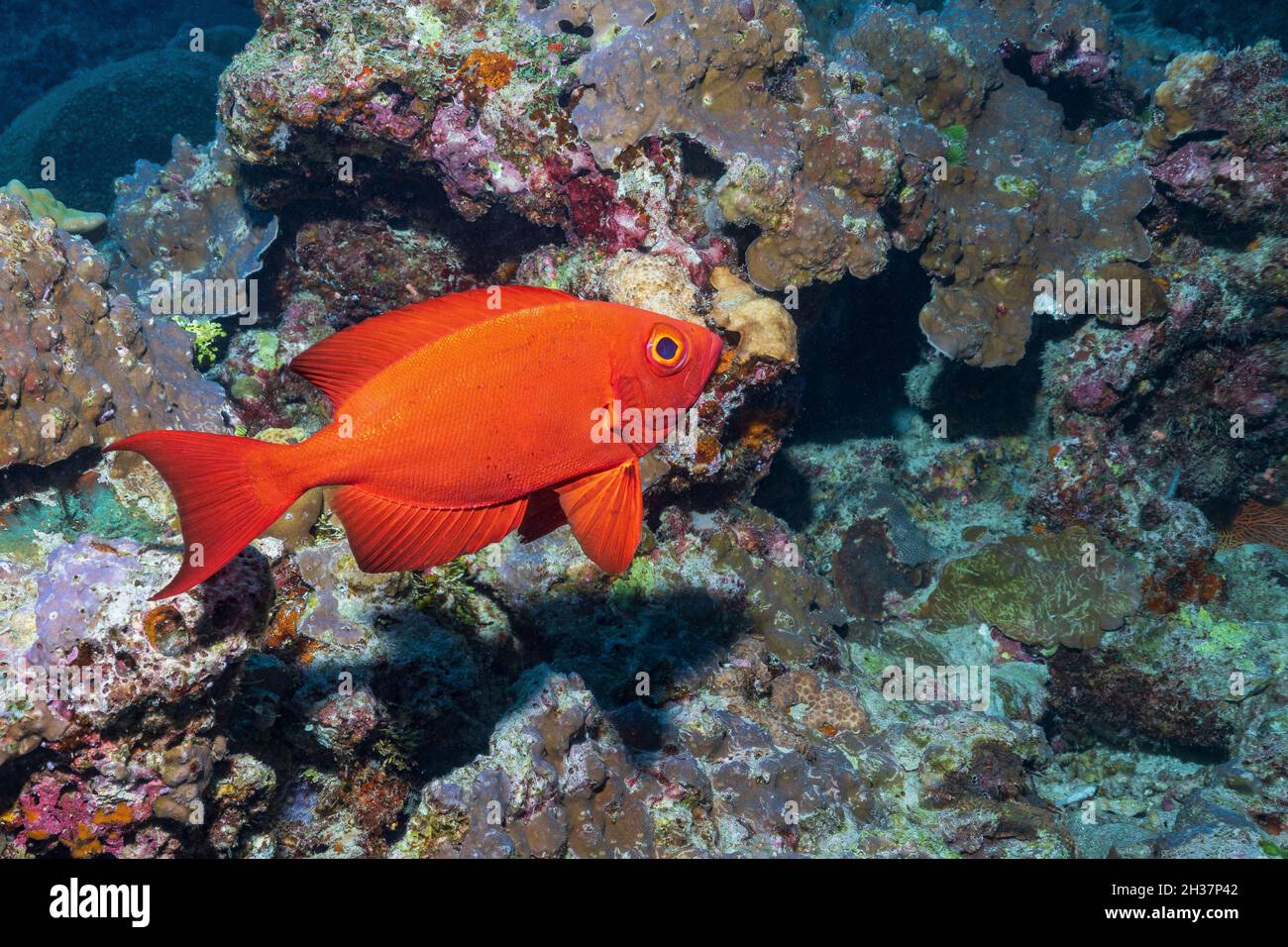 Heteropriacanthus, los glasseyes o patudos de vidrio, son un género de la familia del patudo que se encuentra en todos los mares tropicales del mundo. Foto de stock