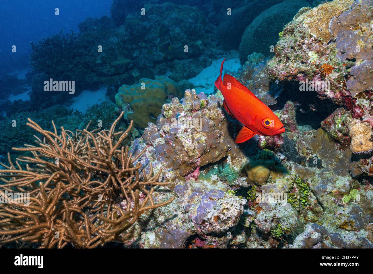 Heteropriacanthus, los glasseyes o patudos de vidrio, son un género de la familia del patudo que se encuentra en todos los mares tropicales del mundo. Foto de stock